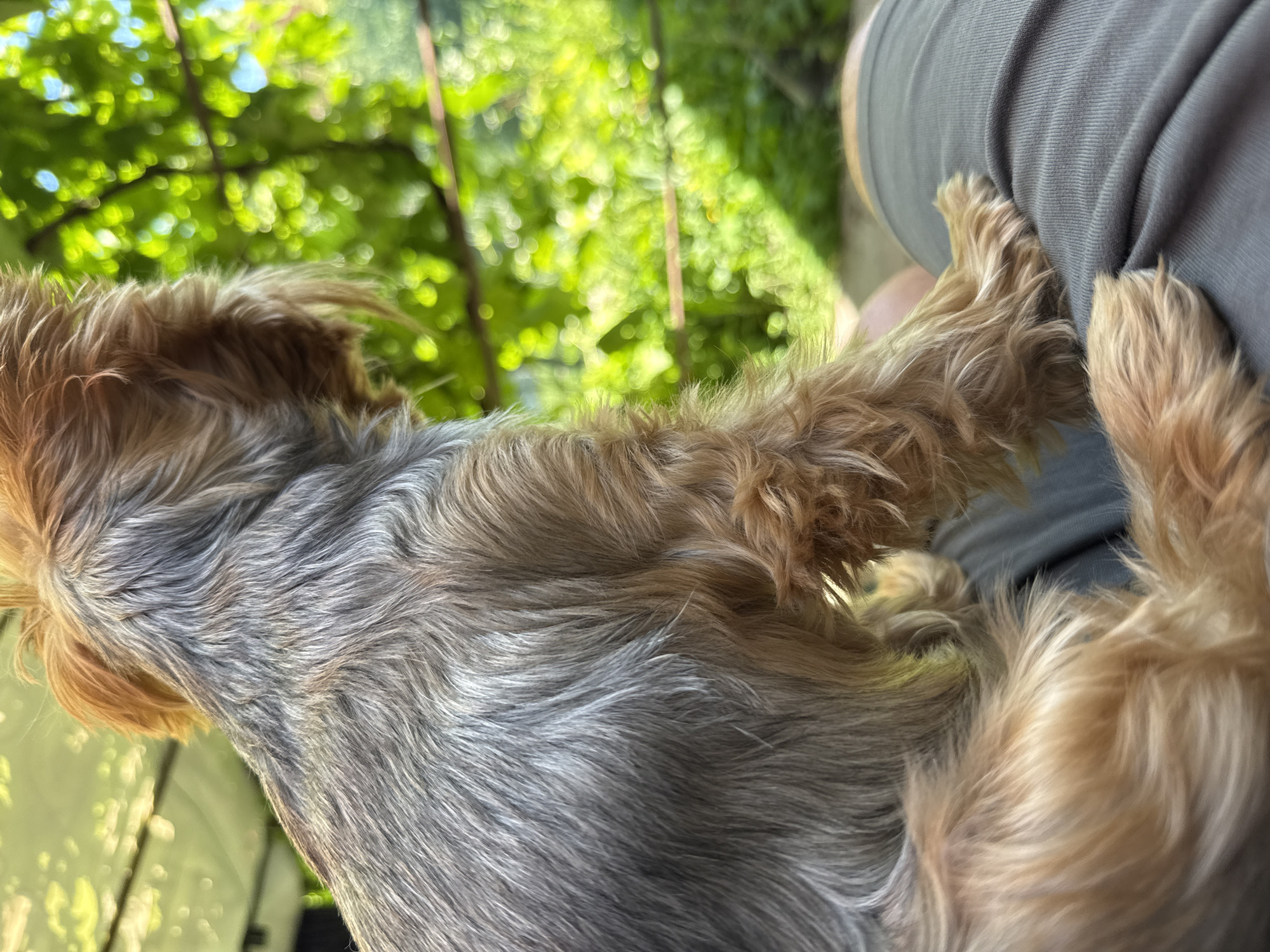 In Valky, Ukraine, a close-up shot focuses on the side of a small Yorkshire terrier dog. The dog's fur displays a mix of grey and tan colors, with its back and hindquarters visible. Its paws rest on a person's grey fabric shorts. The background is blurred, showing vibrant green foliage and some sunlight, suggesting an outdoor setting. The scene appears to be captured in a relaxed, possibly domestic environment, typical of a garden or patio area in Valky.