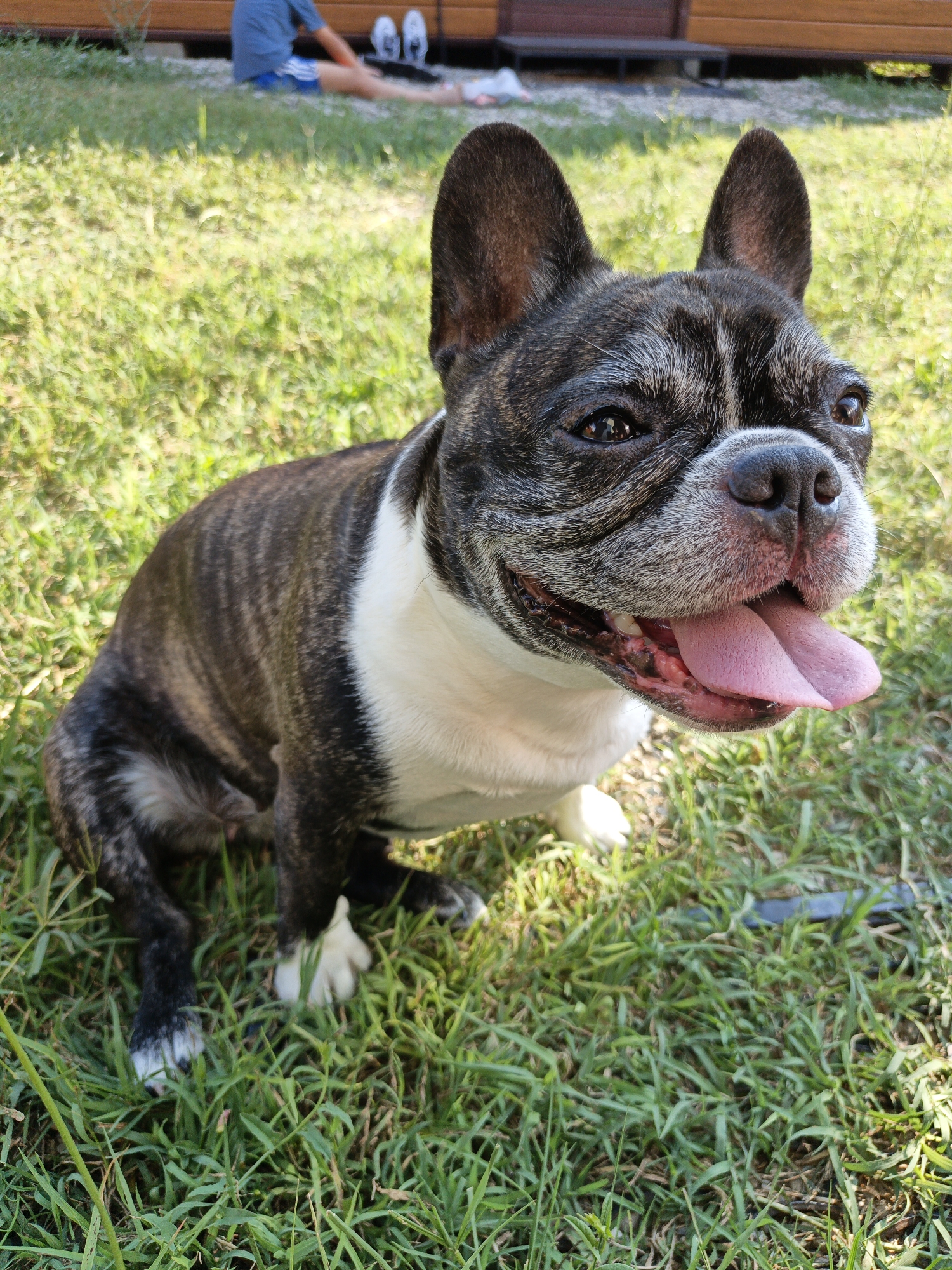This media file is a close-up, eye-level shot of a brindle and white French Bulldog sitting on lush green grass. The dog is looking directly at the camera with its mouth open and pink tongue hanging out, appearing happy and panting, likely due to the warm weather. Its ears are perked up, and its eyes are dark brown and alert. The dog's fur is a mix of black, brown, and white, with distinct brindle stripes on its body and face, and white patches on its chest and paws.
In the background, out of focus, a person is sitting on the ground in what appears to be a yard or park. The person is wearing a blue t-shirt and blue shorts. The setting seems to be outdoors on a sunny day, indicated by the bright lighting and shadows. The ground is covered in green grass, with some dry leaves and possibly dirt visible beneath it. Further in the background, there is a wooden structure, possibly a building or a deck, with wooden planks. The overall atmosphere is relaxed and casual, suggesting a warm, pleasant day outdoors.
There is no visible text in the media file. The time of day appears to be daytime, possibly late morning or afternoon, given the strong sunlight casting shadows. The location context provided is Pshada, Russia.