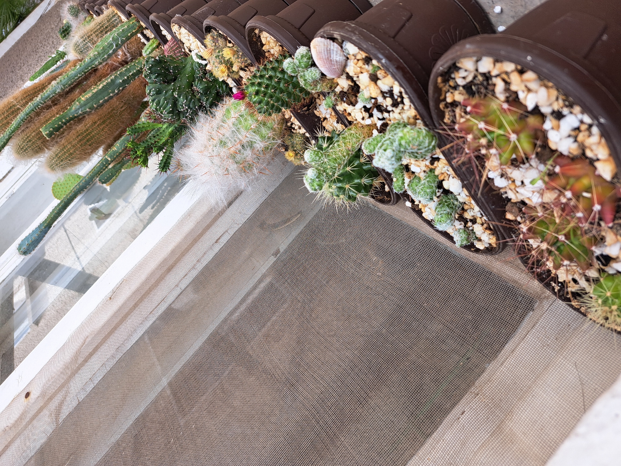 The image shows a row of potted cacti arranged along the ledge of a window. The cacti vary in type, some long and cylindrical, others rounded with fine spines. The pots are brown and filled with light-colored gravel. The window has a screen.
