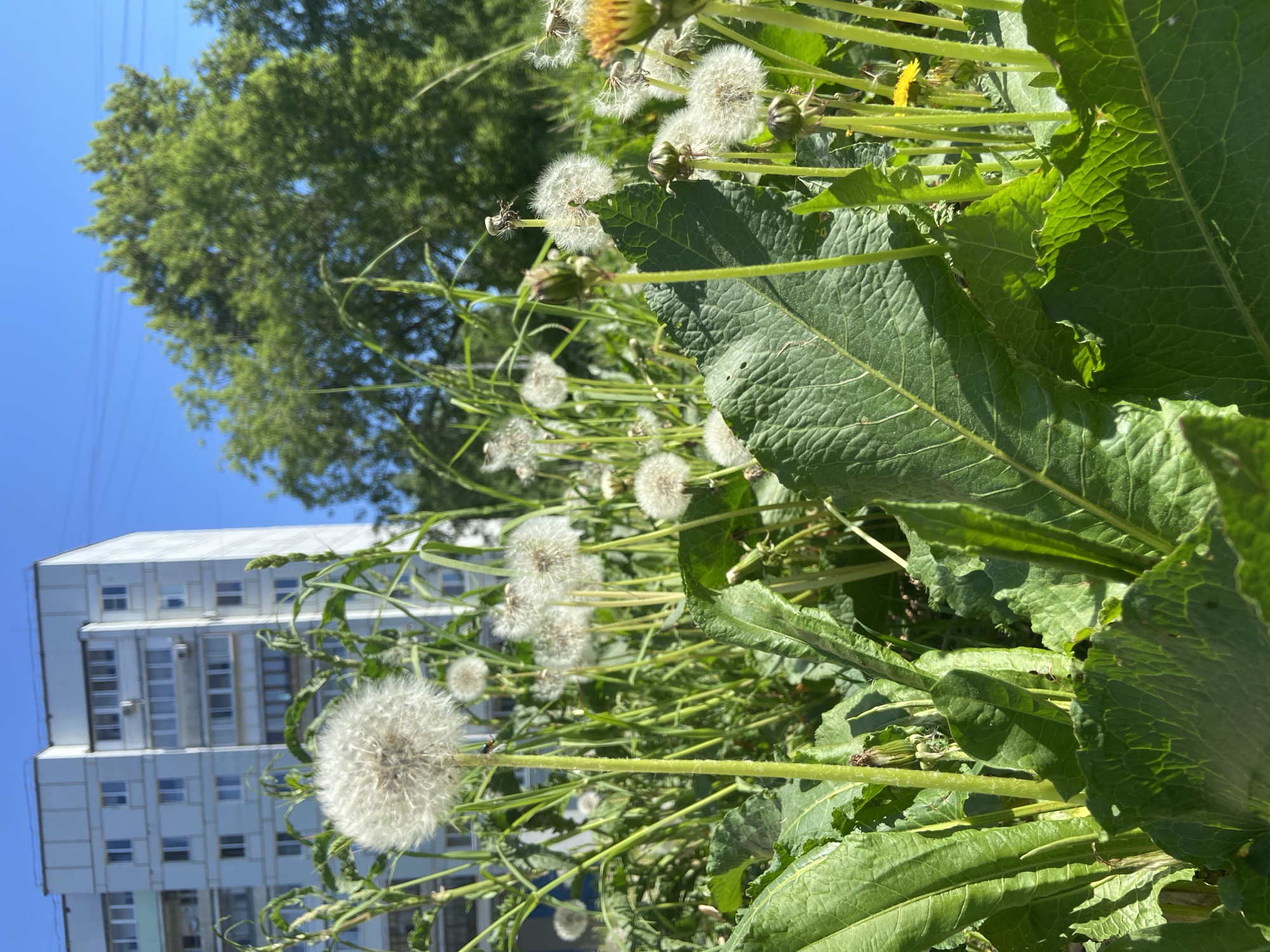 The image, rotated counter-clockwise, presents a ground-level view of dandelions in seed, with a multi-story apartment building and a tree visible in the background under a blue sky. The location is specified as the city of Chaikovsky, Russia.
**Subjects:** Dandelions in seed (puffballs) are the primary subjects. Broad-leafed plants, possibly weeds or other vegetation, are interspersed with the dandelions.
**Objects:**
* **Dandelions:** Predominantly seed heads ready for dispersal.
* **Apartment Building:** A light-colored, multi-story structure with rows of windows, typical of urban residential architecture.
* **Tree:** A leafy green tree is partially visible, suggesting a roadside or park setting.
* **Electrical Wires:** Barely visible in the top left of the image.
**Environment:** The scene appears to be in an urban or suburban area, likely a grassy verge or untended patch of land where dandelions thrive. The weather appears to be sunny, indicated by the bright light and blue sky. The image is oriented upwards, giving a sense of looking up from ground level.
