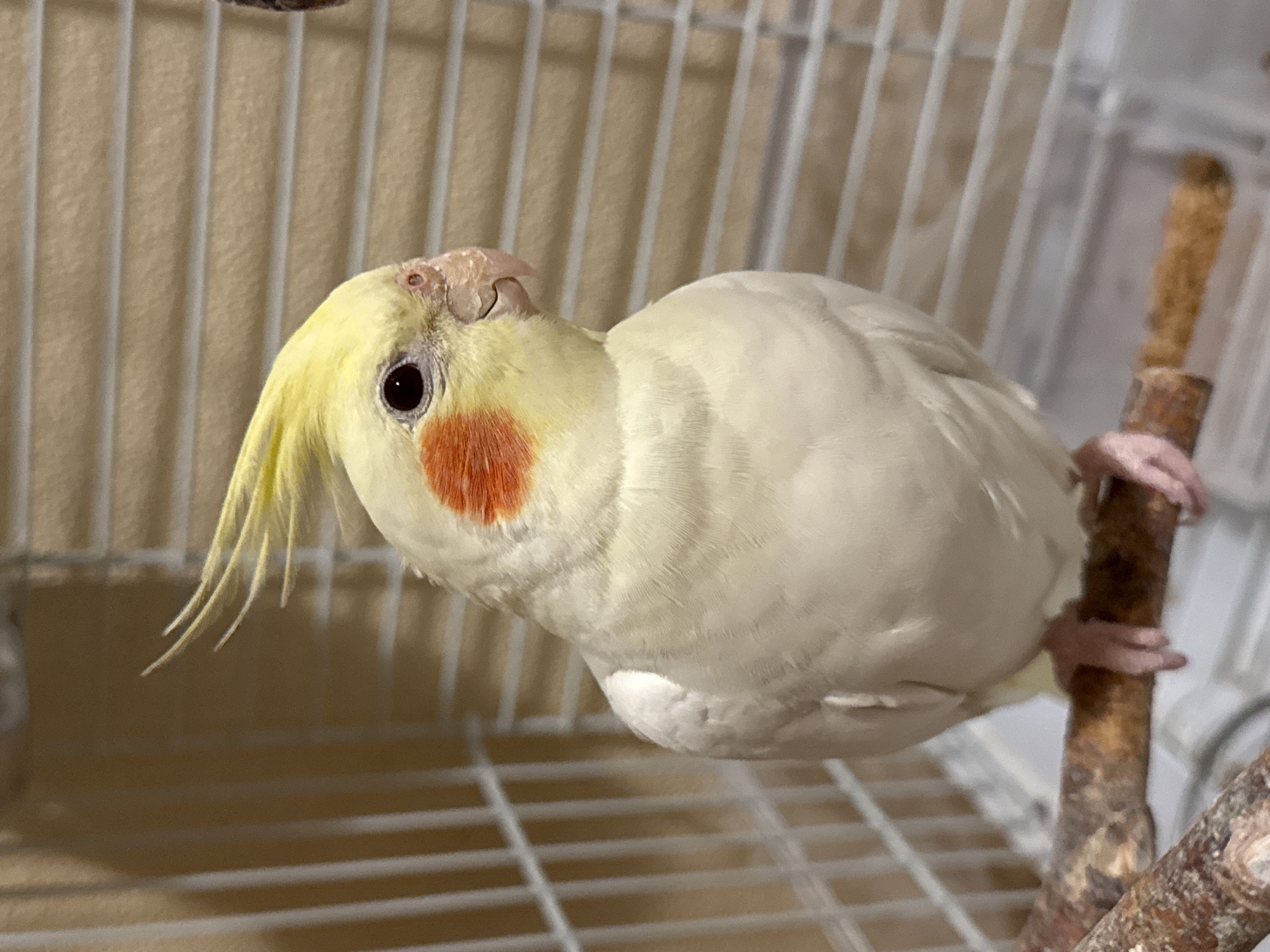 A pale cream-colored cockatiel with a bright yellow crest and distinct orange cheek patches is perched on a natural wooden branch inside a white wire cage. The bird faces slightly right, its dark eye fixed ahead. Its beak is light pinkish-beige. The background, visible through the cage bars, presents a uniform light beige or off-white surface, consistent with an interior wall or blinds. The bird's pinkish feet grip the branch. This scene is located in the city of Moscow, Russia.