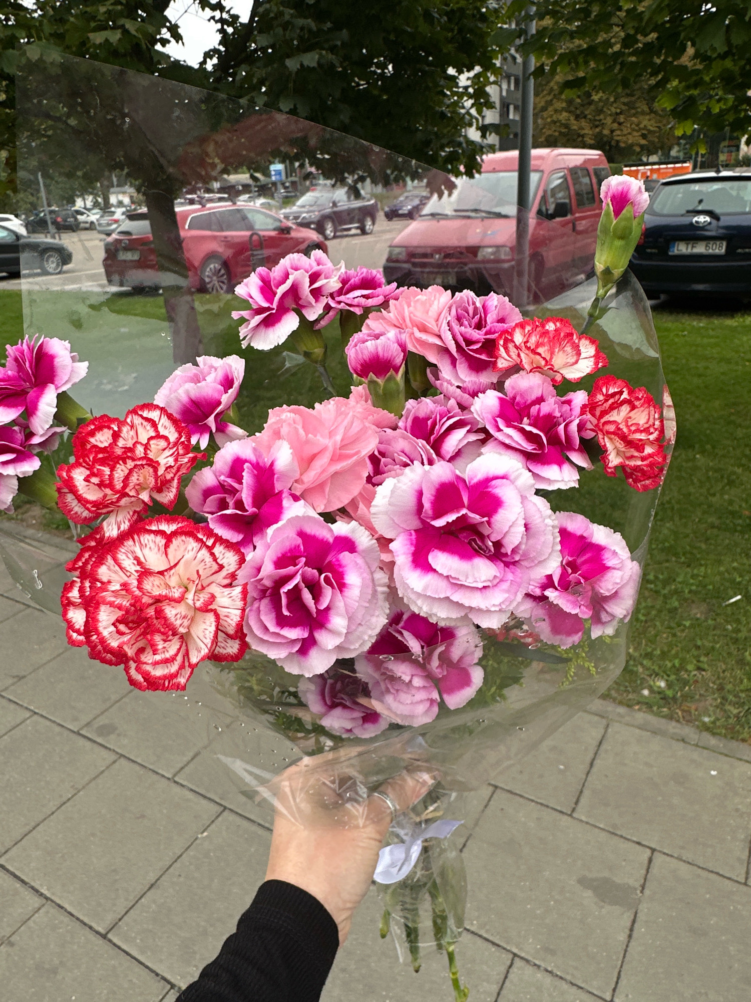 A person's hand, wearing a black ribbed long-sleeved shirt and a silver ring on the index finger, holds a bouquet of carnations wrapped in clear plastic. The flowers are a mix of pink and red with white accents, and some have water droplets on their petals. The bouquet is held in front of a street scene.
In the background, there are several cars parked and driving. A red minivan is visible, and behind it, a dark blue car with license plate "LTF 608" is parked. Further in the background, a red station wagon is visible, and other vehicles and trees are present. The ground in the foreground is paved with rectangular gray concrete tiles. The environment appears to be a street in a city. The license plate suggests the location is Lithuania. Given the visual cues and the license plate format, the scene is likely in Vilnius, Lithuania.