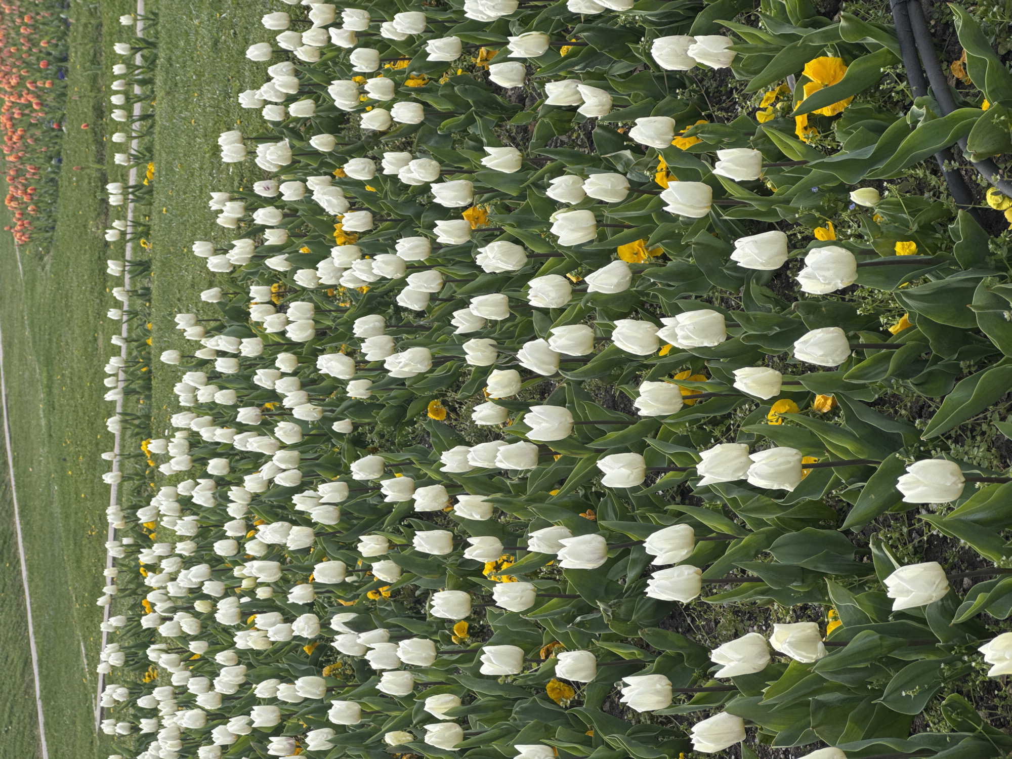 The image shows a field of white tulips interspersed with yellow flowers. The tulips are densely packed and arranged in rows, with green leaves visible between the flowers. The background shows a green grassy area, likely a park or garden, with a concrete pathway on the far left. The scene is outdoors, bathed in natural daylight. Considering the high density of tulips and the manicured environment, the location could plausibly be a park or garden in Sofia, Bulgaria, a city known for its green spaces and seasonal flower displays. The precise location, however, is not discernible from the image.