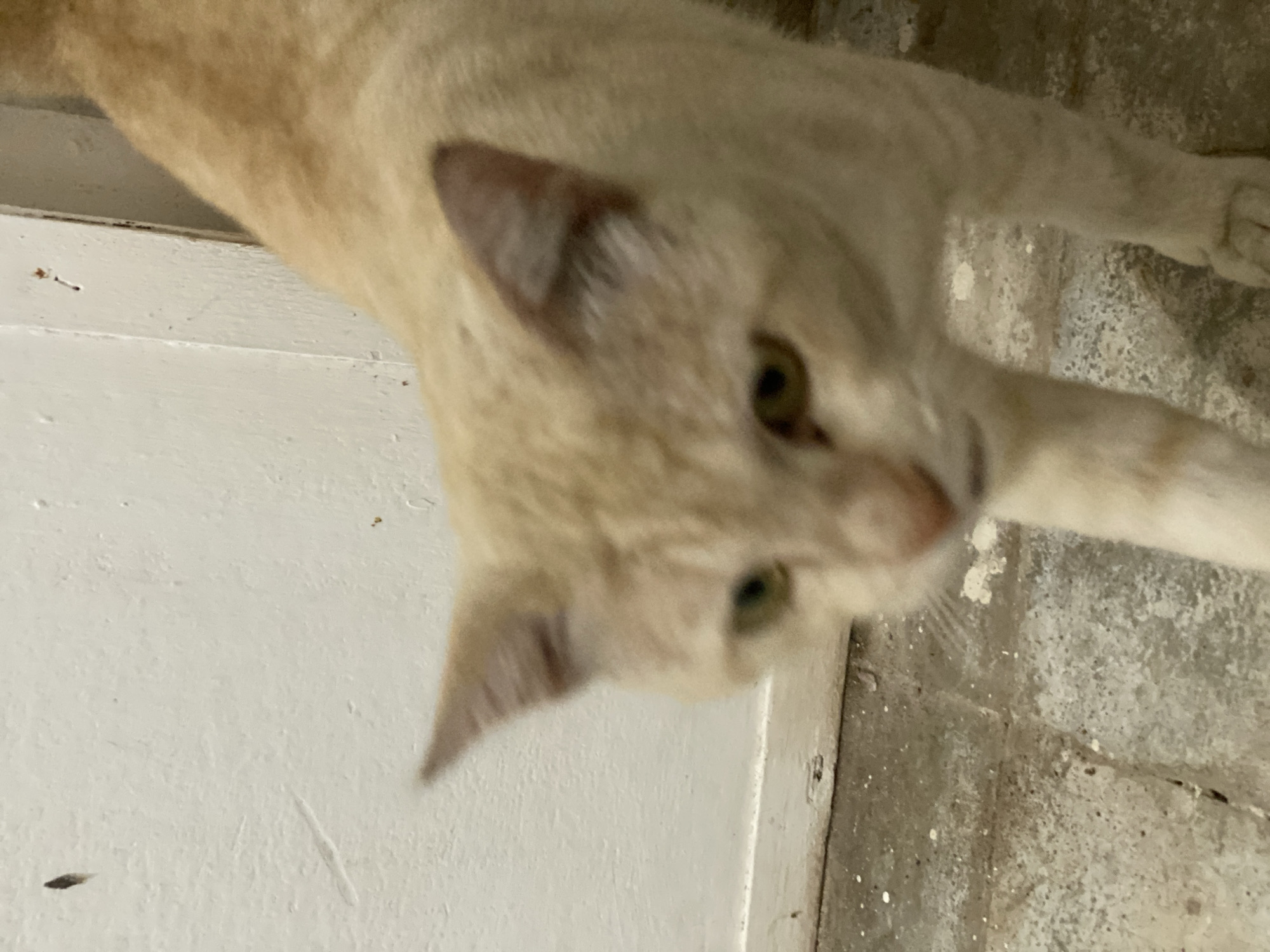An orange tabby cat walks on a dirty, tiled floor in front of a white wall and door frame. The cat is the main subject of the image. Its fur is short and appears to be a light orange color with some darker tabby markings. The cat is captured in motion, with its front legs extended forward. The background consists of a plain white wall, which appears to be painted, and a wooden door frame. The floor is made of light-colored tiles that are stained and appear worn. There are some small dark specks and lighter colored debris on the floor. The lighting is dim, suggesting an indoor environment. The image appears to be taken from a low angle, close to the floor. There is no indication of a specific location in Banjarbaru, Indonesia.