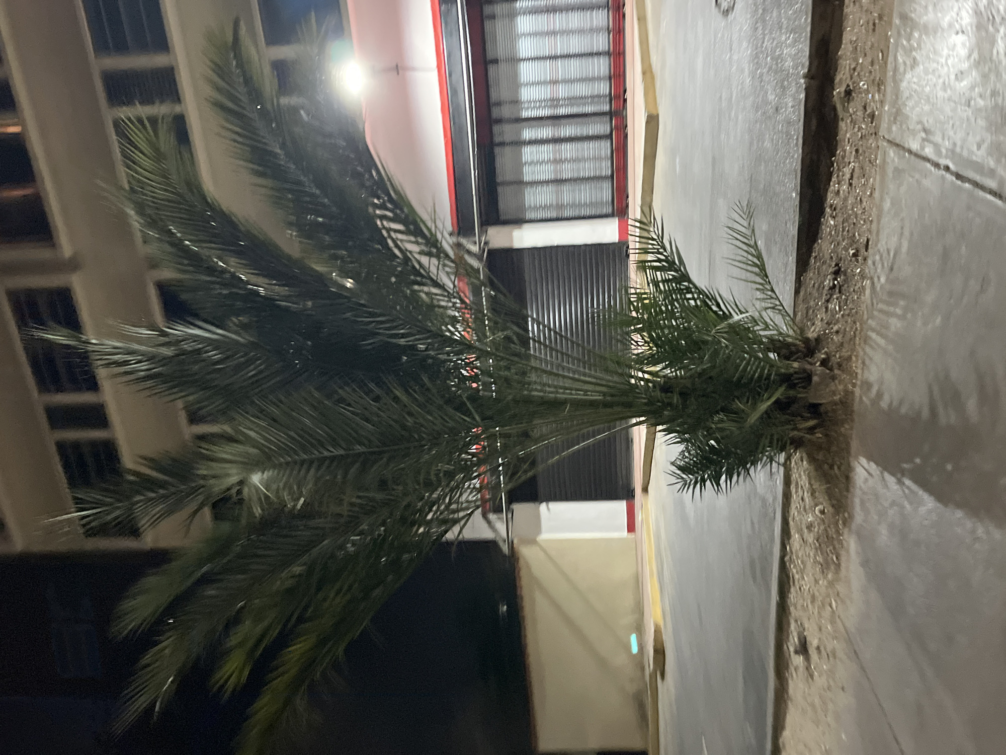A low-angle, nighttime shot shows a palm tree planted on the edge of a sidewalk in what appears to be an urban setting. The tree's fronds are dark green, reaching towards the left and partially obscuring the building in the background. The building has multiple floors, with a white façade and a grid of windows. To the right of the tree, there is a gray concrete sidewalk bordering a low dirt or gravel shoulder. Behind the tree and sidewalk, there is a building with a red stripe on the edge of it and an open area with a metal shutter above it. The lighting is dim, with some light sources causing glare and contributing to the overall low visibility. The scene suggests an evening or nighttime street view in a city. Juan Griego, Venezuela.