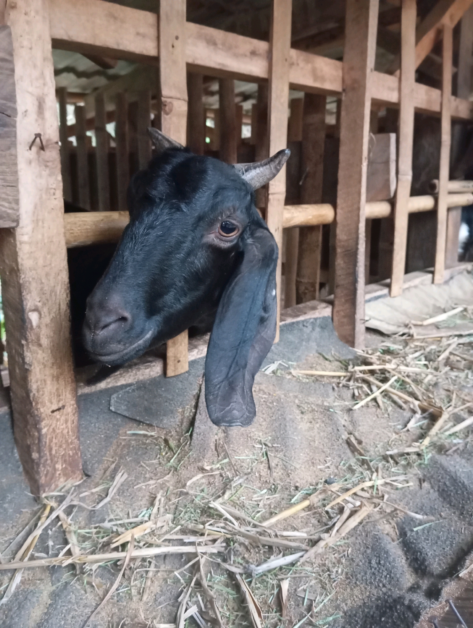 A close-up, eye-level, medium shot captures a black goat's head and upper neck emerging from a wooden enclosure. The goat's left ear is long and droops downwards. Its right eye is visible and appears light brown. Small, backward-curving horns are present on its head. The enclosure is constructed from rough, light-brown wooden planks and beams. The ground inside the enclosure is covered with straw and what appears to be dirt or sawdust. The background reveals more of the wooden structure of the enclosure, with vertical beams and horizontal supports. The lighting is dim, suggesting an indoor or shaded environment. The image was taken in Leman Benawi, Indonesia.