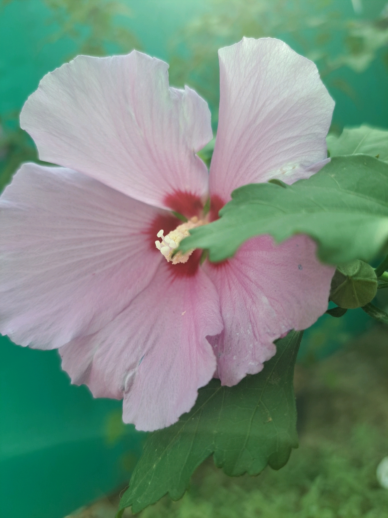 A close-up, eye-level, vertical shot captures a light pink hibiscus flower in bloom. The flower's five petals, tinged with a deeper pink near the center, unfurl outwards, revealing a red stigma and yellow stamen. Two green leaves frame the flower, one large and textured, the other smaller and partially obscuring a green bud. The background is a soft, blurred teal color, suggesting an outdoor setting. The image was taken on July 25, 2023, in Vypasne, Ukraine.