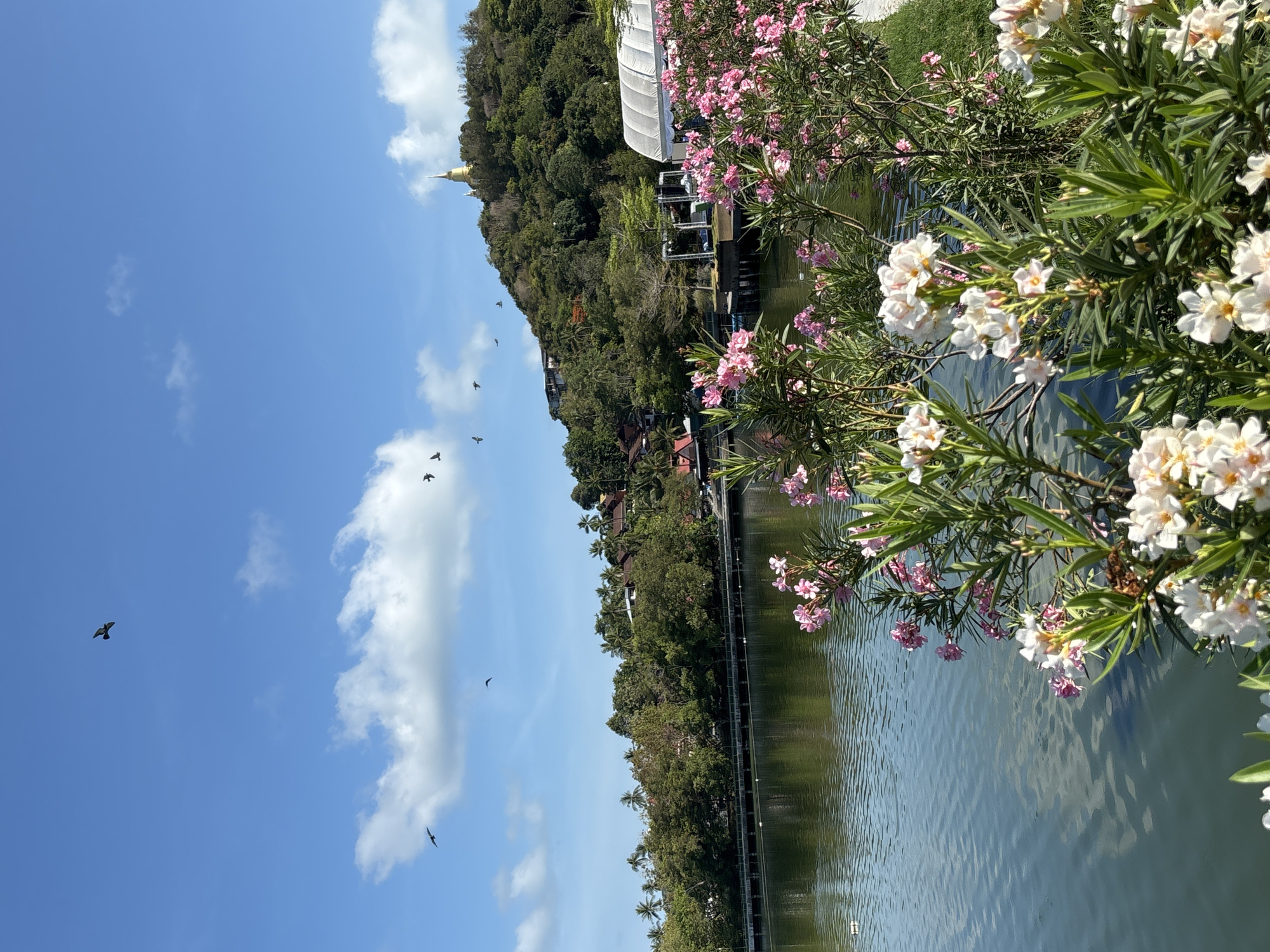 The image captures a scene in Baan Chaweng, Thailand, showcasing a tranquil body of water bordered by lush vegetation. Predominantly, Oleander bushes with a mix of white and pink flowers are visible on the right, their branches partially obscuring the water's surface. The waterway is calm, reflecting the surrounding environment. Across the water, a landmass rises into a hill, covered with dense trees and foliage. Buildings and other structures are interspersed among the trees, including a distinctive golden spire atop the hill. The sky is blue, punctuated by scattered clouds. Several birds are flying in the sky towards the left. A walkway or pier runs along the edge of the water on the opposite side, adding to the landscape.