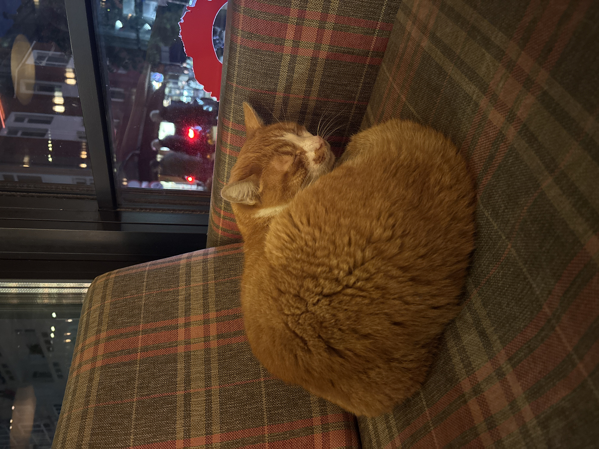 An orange tabby cat is captured in a peaceful sleep, curled up on a plaid armchair. The cat, predominantly ginger with white fur on its face, has its eyes closed and whiskers visible, indicating deep slumber. Its fluffy body is tightly tucked, conveying a sense of comfort and security. The armchair is upholstered in a plaid fabric featuring a pattern of brown, red, and subtle green lines, providing a warm and inviting texture.
The scene appears to be indoors, next to a large window that offers a view of a city at night. Blurred lights from buildings and possibly vehicle traffic illuminate the dark exterior, creating a soft glow. A distinct red, irregularly shaped object, possibly part of a sign or decoration, is partially visible through the window on the left side of the frame. The overall atmosphere is one of tranquility and coziness, with the sleeping cat serving as the serene focal point. The location context suggests this tranquil moment is taking place in Sofia, Bulgaria. No discernible text is visible in the image.