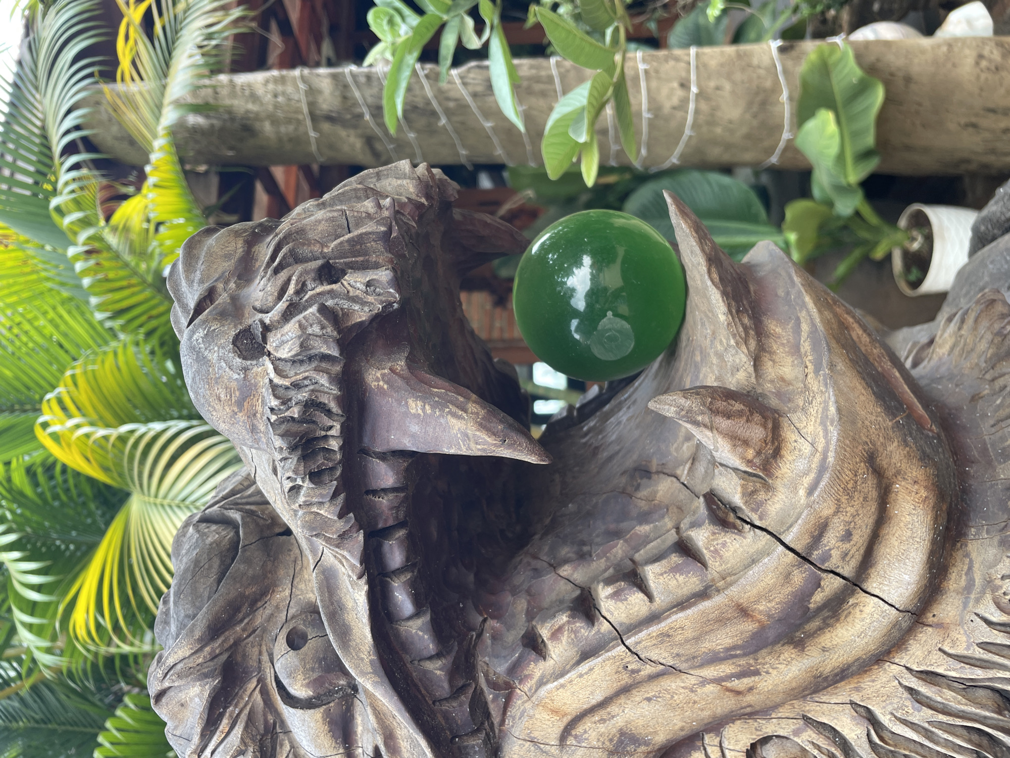 The media file captures a close-up of a dark, intricately carved wooden sculpture, depicting what appears to be a fierce, mythological creature's head with its mouth agape. The sculpture exhibits rich texture, visible scales, and sharp, fang-like teeth or projections within its mouth. Prominent cracks run through the aged wood, adding to its character.
Nestled firmly within the creature's open maw is a smooth, perfectly spherical, glossy green orb. The orb reflects the surrounding light and elements, indicating its highly polished surface.
The background is lush with tropical foliage. Vibrant green and yellow palm fronds fill the left side, while various leafy green plants and a rustic wooden beam wrapped with white string or wire are visible on the right. A glimpse of a small white potted plant can also be seen further in the background.
The image is lit by bright, natural daylight, creating highlights on the green orb and defining the intricate details and textures of the wood carving. The natural setting, combined with the detailed woodcraft, suggests a scene from a garden or outdoor display, consistent with the location context of Chư Sê, Vietnam. No visible text is present.