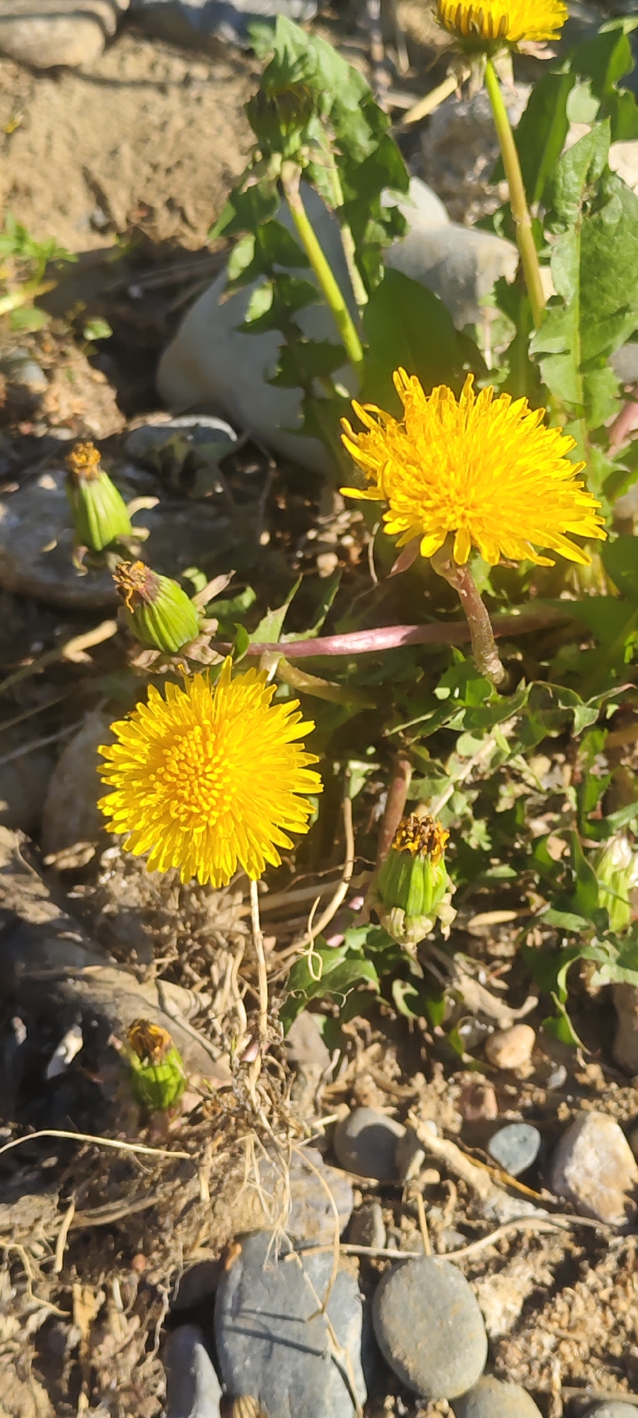 A close-up, eye-level outdoor shot captures two bright yellow dandelions in full bloom and two dandelion buds with green sepals in the foreground. The dandelions are growing amongst loose gravel, dry grass, and rocks of various sizes. Some green leaves are visible around the flowers. The background is out of focus and appears to be sandy or dirt ground with more rocks and some greenery. The lighting suggests it is daytime. The scene is located in the city of Unknown, Unknown.