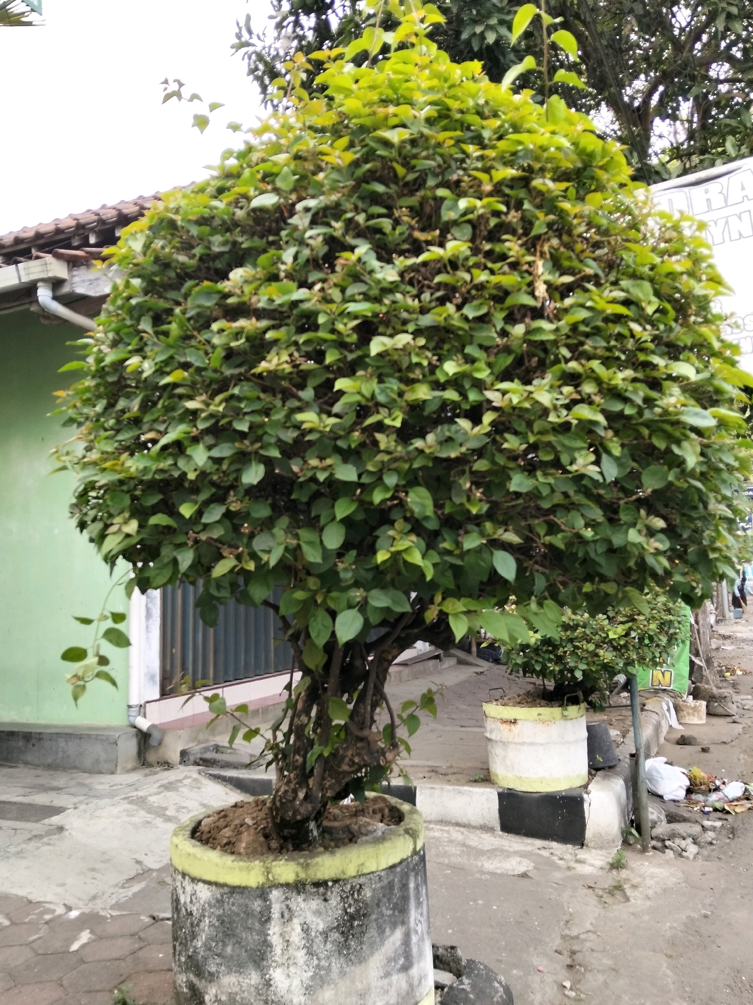 This is a full-shot, eye-level, outdoor photograph of a large, round, meticulously trimmed bougainvillea tree planted in a concrete pot. The tree is the central subject, dominating the frame with its dense, vibrant green foliage. The trunk is visible at the base, gnarled and textured, emerging from the pot which is decorated with a faded yellow rim. Behind the large tree, to the right, is a smaller, similarly shaped, but less substantial bougainvillea in a white and yellow cylindrical pot.
The setting appears to be a sidewalk or paved area, with cracked concrete and some paving stones visible. To the left of the large tree is a light green building with a tiled roof and a white gutter. A window with horizontal blinds is partially visible on the building. The ground to the right of the potted trees is rougher, with scattered debris including a white plastic bag and some other unidentifiable refuse, suggesting a less-maintained area or perhaps the edge of a street. A metal pole, possibly a lamppost or signpost, stands to the right of the smaller potted plant. In the background, out of focus, are more trees and the suggestion of buildings, including a partially visible white sign with dark lettering that reads "RA YN". There are no people clearly visible in the immediate vicinity of the trees. The overall impression is of an urban or semi-urban environment in Purworejo, Indonesia, where the trees are planted as decorative elements.