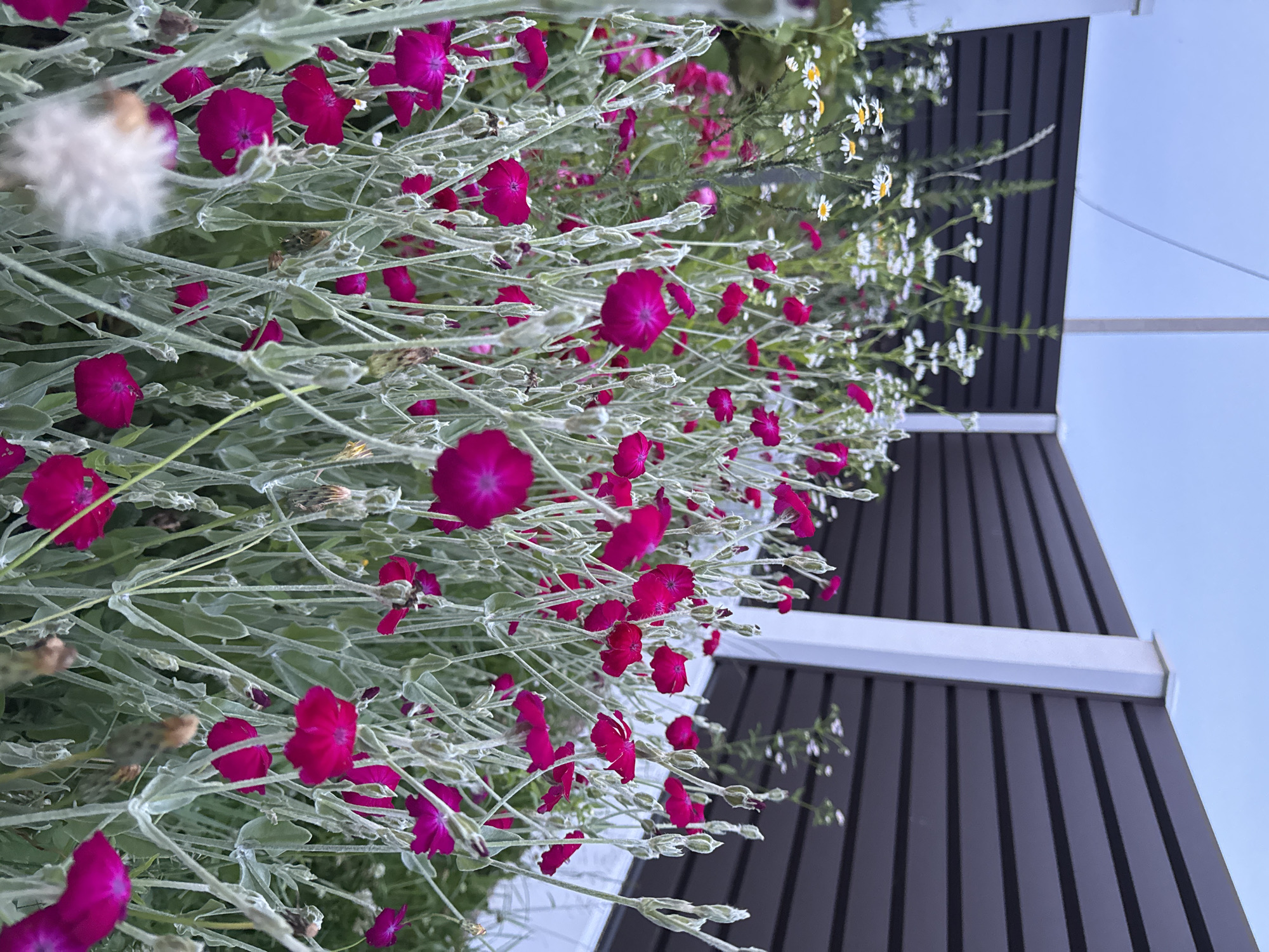 In Бараўлянскі сельскі Савет, Belarus, a close-up shot captures a garden bed dominated by vibrant pink flowers, likely Rose Campion (Lychnis coronaria), with their characteristic deeply notched petals. These blossoms are interspersed with smaller white flowers, possibly daisies, and a fluffy white seed head of a dandelion or similar plant. The plants are set against a backdrop of a dark brown horizontal slat fence with white posts. The sky is overcast with a pale blue hue. The focus is on the intricate details of the flowers and their silvery-green foliage.