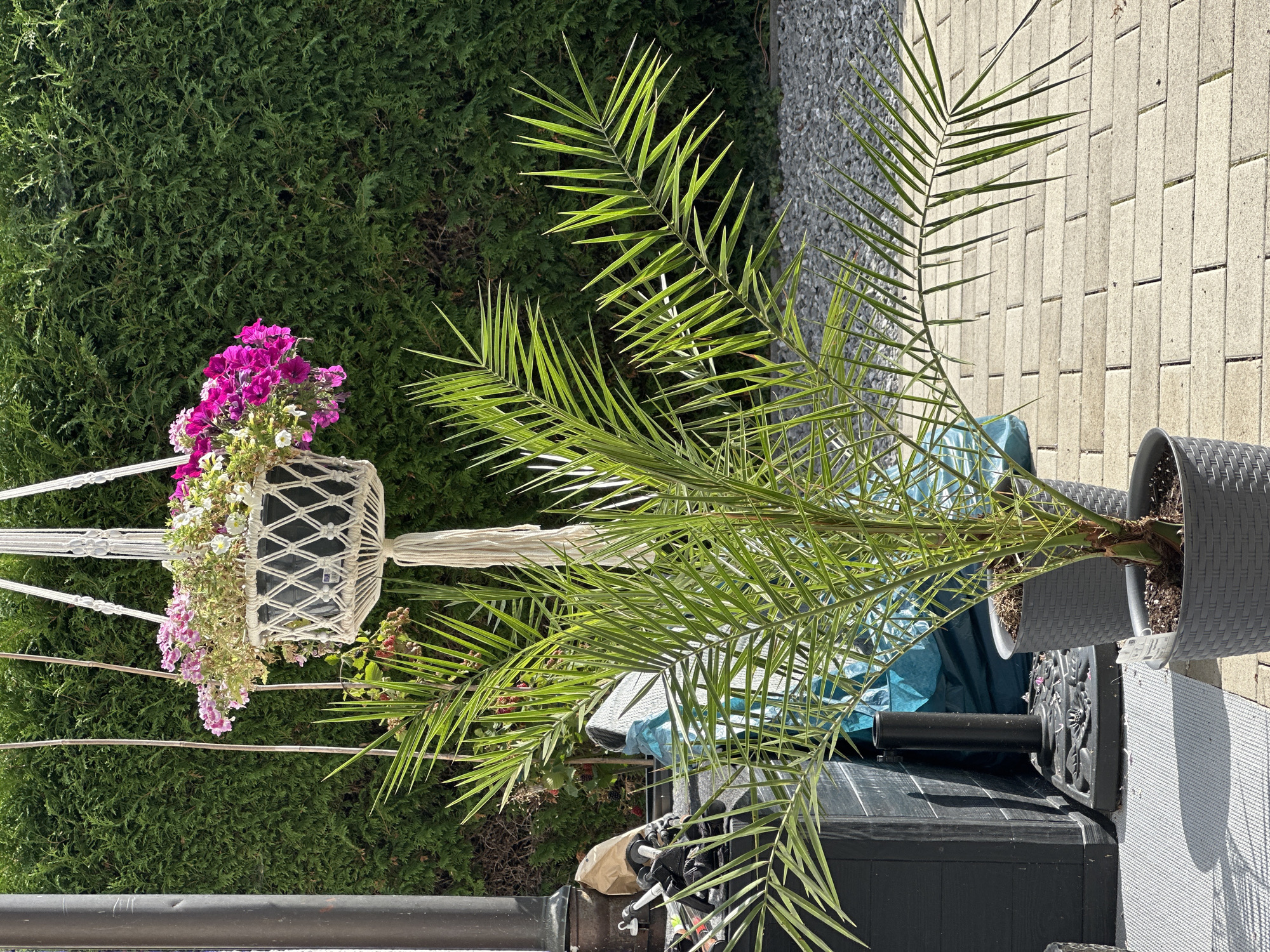 The image depicts an outdoor scene, likely a garden or patio, in Bad Endorf, Germany, bathed in bright sunlight. Dominating the foreground is a potted palm plant with long, feathery fronds. To its right, another smaller potted plant is partially visible. Behind the palm, a large black waste bin or storage container stands next to a black umbrella stand. A blue tarp is draped over something behind the bin. Suspended from a macrame hanger, a black pot overflows with vibrant pink and white petunias. The background is a dense, well-maintained green hedge. The ground is paved with light-colored rectangular stones and a textured gray mat is visible on the left. The scene appears tranquil and well-kept, suggesting a domestic outdoor space. There are no people present in the image.