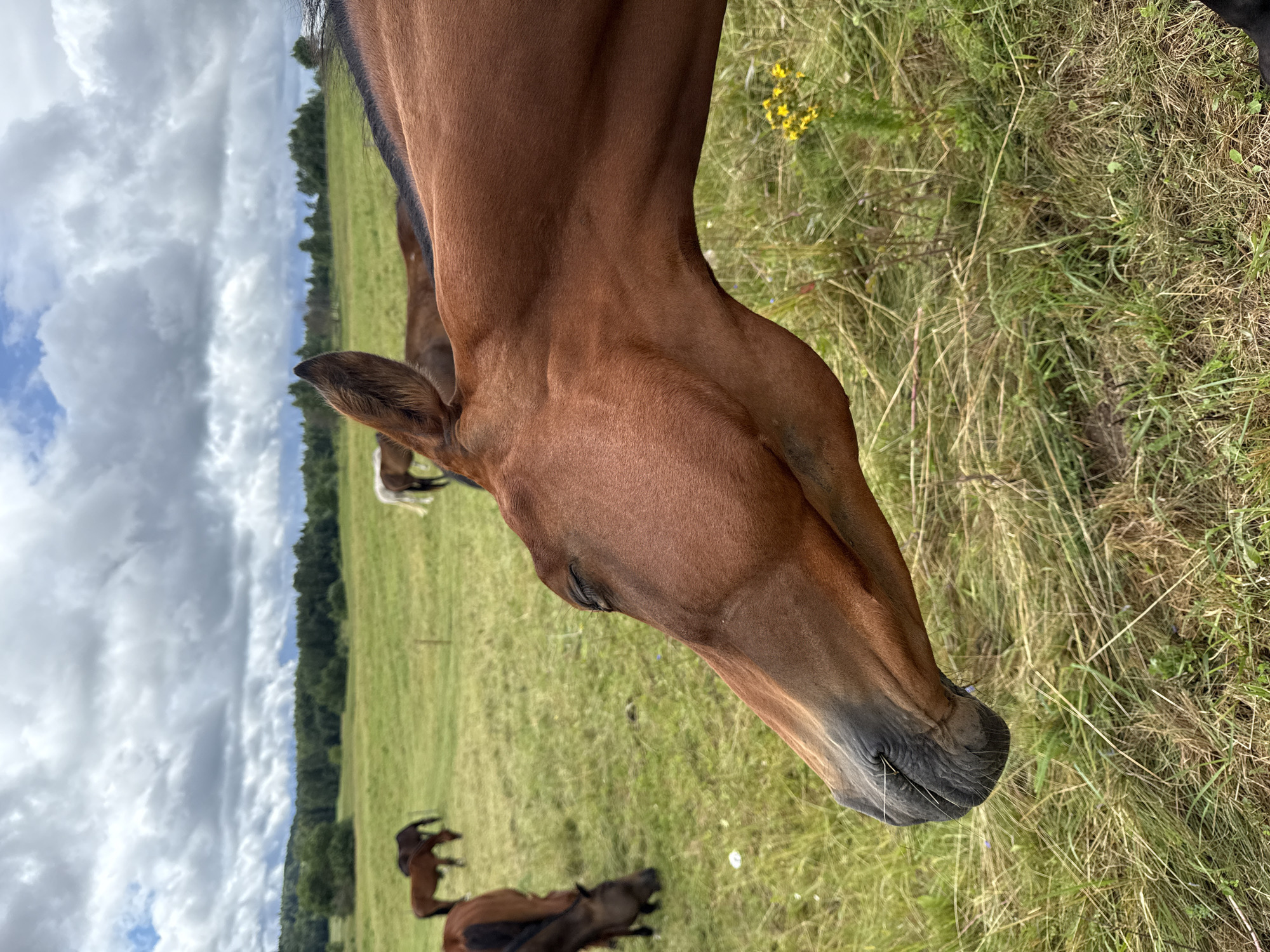 In Bendoriai, Lithuania, a brown horse with its head lowered and eyes partially closed is in the foreground, its muzzle facing left. The horse is in a grassy field with other horses grazing in the background. A line of trees forms the horizon, and the sky is filled with dramatic, cloudy formations. The scene suggests a peaceful, rural setting.