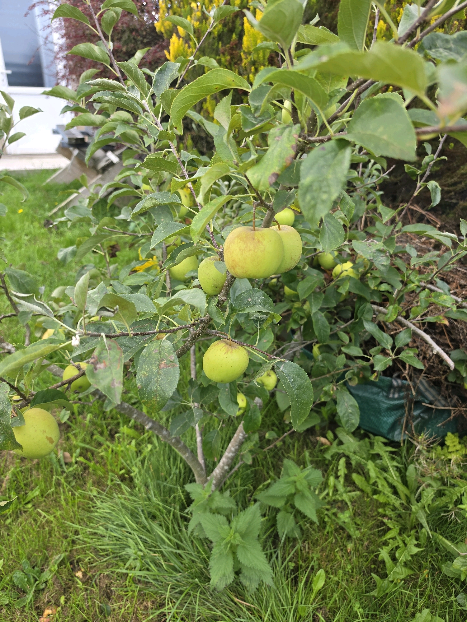 An apple tree, bearing numerous unripe green apples, is situated in a garden with a patchy lawn and a collection of garden waste, including a green tarp, in the background. The tree's branches are laden with leaves and several clusters of apples, some of which have a yellowish hue, suggesting they are beginning to ripen. The foliage is dense, with some leaves showing signs of browning or damage. The groundcover consists of a mix of grass and weeds, including nettles. The scene appears to be in a domestic garden setting within Newark and Sherwood, United Kingdom.