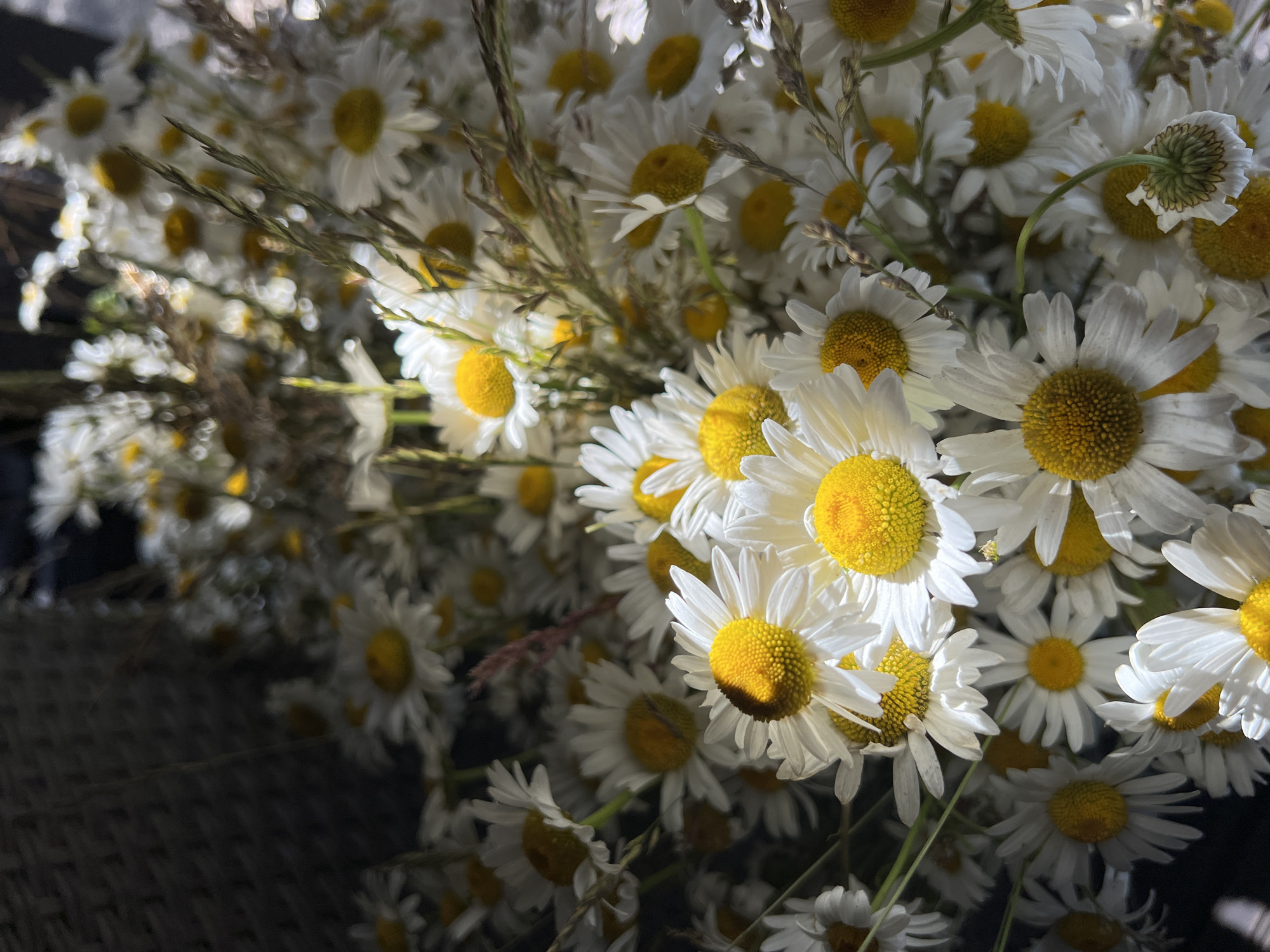 This is a close-up, overhead shot of a bouquet of daisies in Ivachiv Horishnii, Ukraine. The flowers are white with yellow centers and are arranged in a dense cluster. Some blades of grass are interspersed among the flowers. The background is dark and out of focus, suggesting the bouquet may be in a vase or held by someone. The lighting suggests it is daytime, with some shadows cast on the flowers.