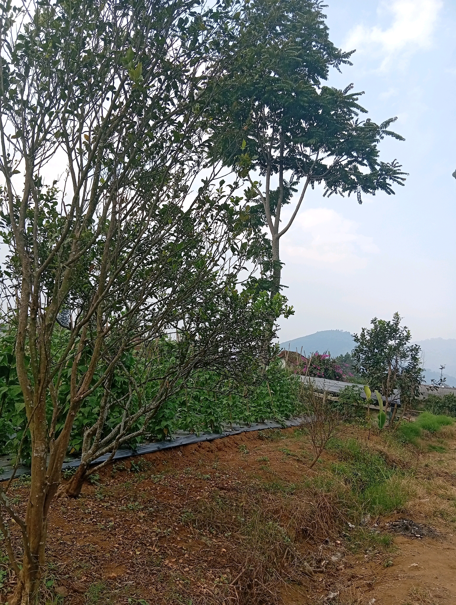 This is a landscape photograph taken in the city of Ciherang, Indonesia. The image is dominated by lush green vegetation and trees, with a clear blue sky overhead. In the foreground, a bare-branched tree with a rough, light brown trunk stands on the left, its branches reaching upwards and outwards. Behind it, a dense growth of green bushes and plants stretches across the middle ground. The plants are arranged in rows, covered with black plastic sheeting, suggesting a cultivated field or garden.
Further in the background, the land slopes upwards, revealing more greenery and a distant view of rolling hills or mountains shrouded in a light haze. A small structure, possibly a house with a pink-tiled roof, is partially visible nestled among the trees and vegetation. The ground in the foreground and middle ground is a mixture of reddish-brown soil and dry grass, with some scattered debris. The overall impression is of a rural or semi-rural setting, characteristic of the landscape in Ciherang. The lighting suggests it is daytime, with the sun high in the sky. No people are visible in the image.