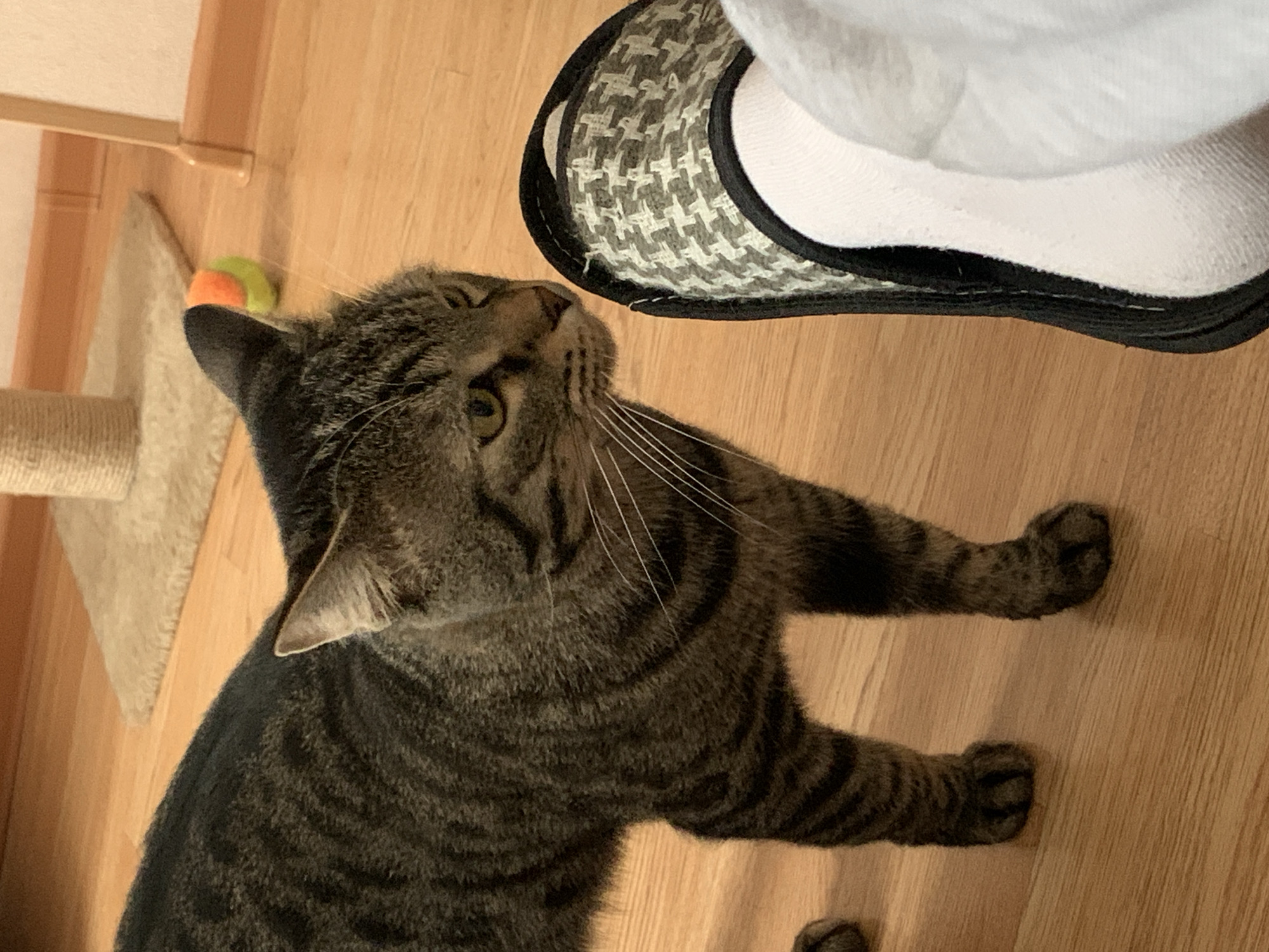 An overhead shot captures a tabby cat interacting with a person's foot and slipper on a light wooden floor. The cat, with prominent dark stripes on a lighter brown/grey coat and green eyes, is positioned in the lower-left and central part of the frame, looking upwards and to the right. Its whiskers are clearly visible, extending forward.
In the upper-right corner, a person's foot is partially visible, wearing a white sock and a grey and white houndstooth patterned slipper with a black trim. The cat appears to be observing or engaging with the slipper.
The floor is made of light-colored wood planks, possibly laminate or hardwood. In the background, to the left of the cat's head, a beige cat scratching post or furniture leg with a rough texture is visible, along with a small, spherical toy that is orange and green in color. The setting appears to be indoors, likely a home environment. No text is visible in the image.