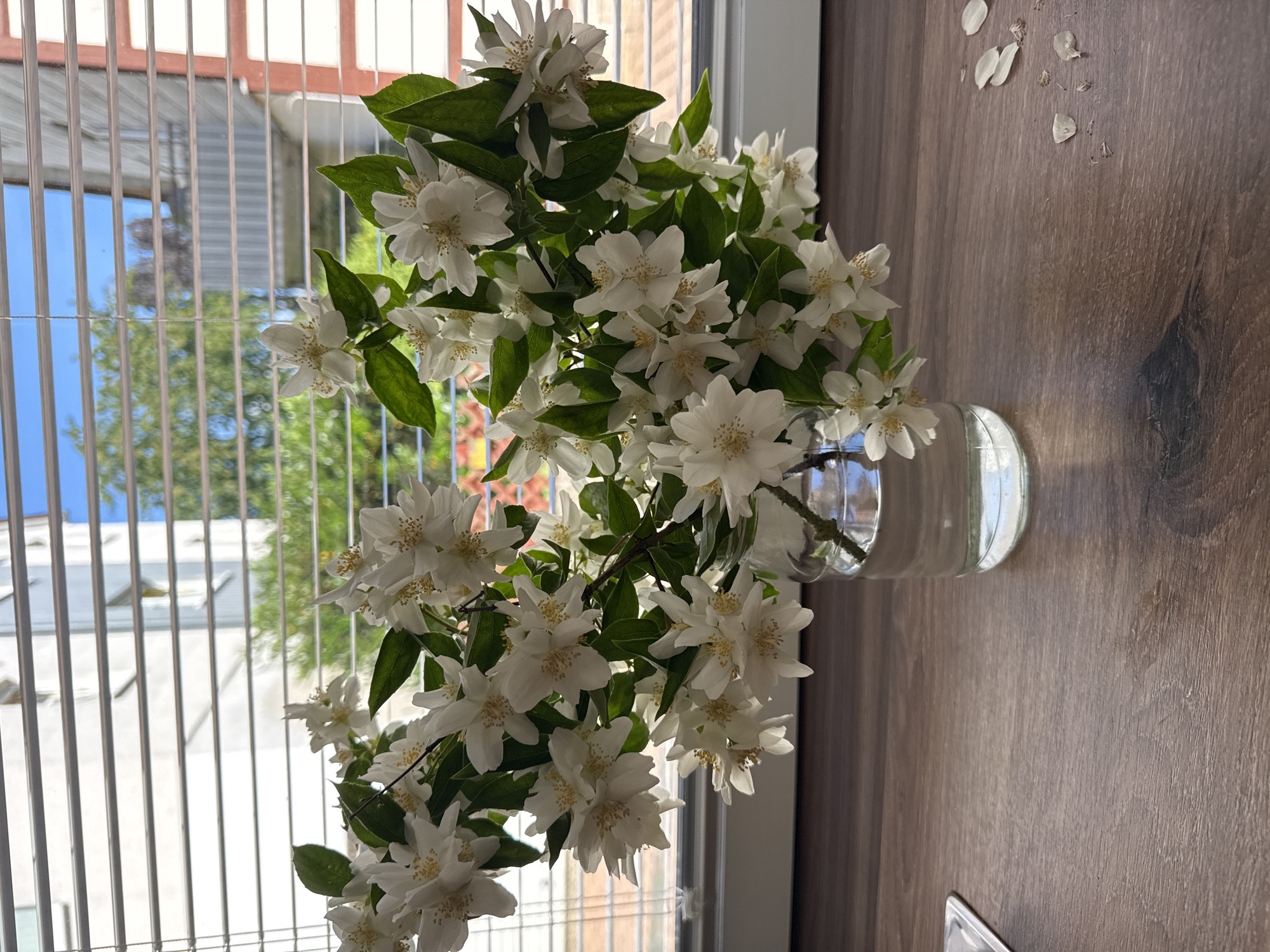 A vase of white jasmine flowers with green leaves sits on a wooden surface in front of a window with blinds. The window overlooks a building and trees. There are a few fallen petals and seeds on the wooden surface.