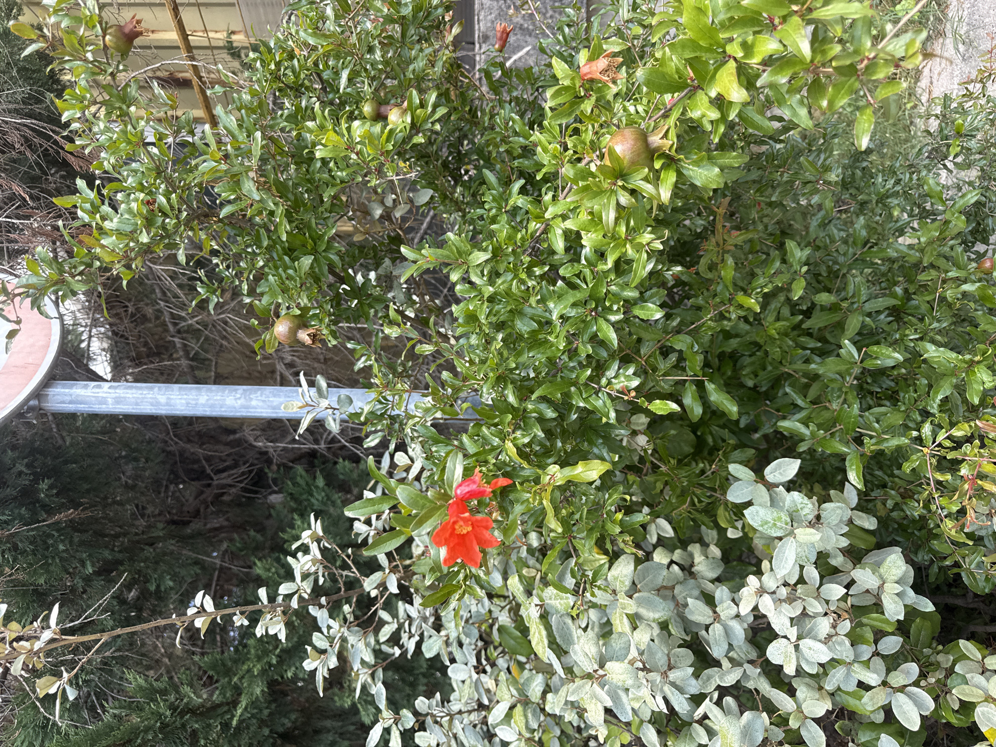 The image shows a close-up view of a pomegranate tree with vibrant green leaves and several developing fruits. One bright red pomegranate flower is prominently displayed on a branch, adding a splash of color to the scene. In the background, a silver metal pole, likely part of a signpost, stands vertically, and behind it, lush green foliage and some dry branches are visible. The setting appears to be outdoors, possibly in a garden or park in Budva, Montenegro, given the characteristic Mediterranean vegetation. The lighting suggests it is daytime. There are no people or animals visible in the image.