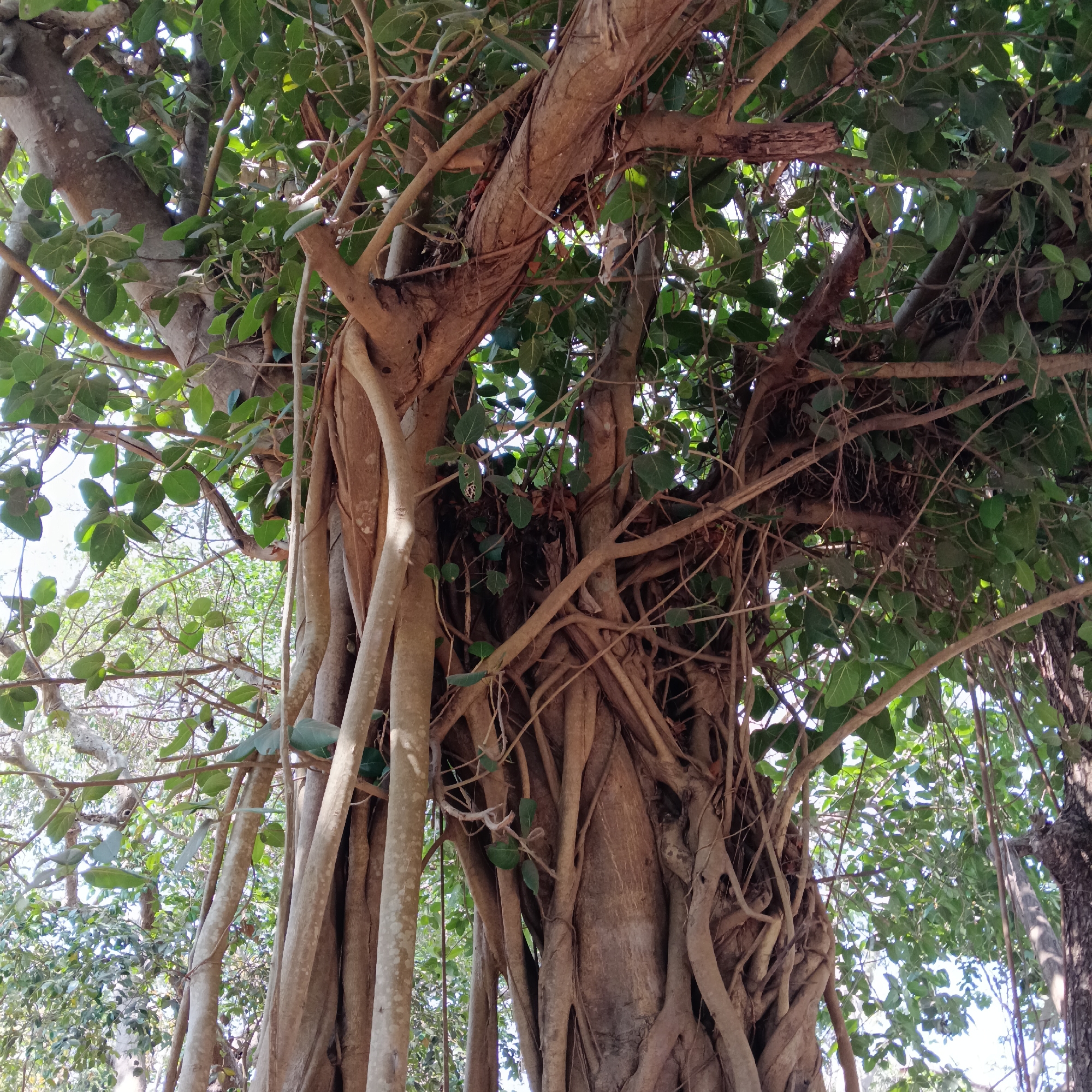 The image depicts a mature banyan tree located in Assagao, India. The tree features a thick, central trunk with numerous aerial roots that have grown into secondary trunks, supporting a dense canopy of green leaves. Branches are visible extending in various directions, interweaving with the root structures. The surrounding environment appears to be another forest area with other trees visible in the background. The lighting suggests a sunny day.