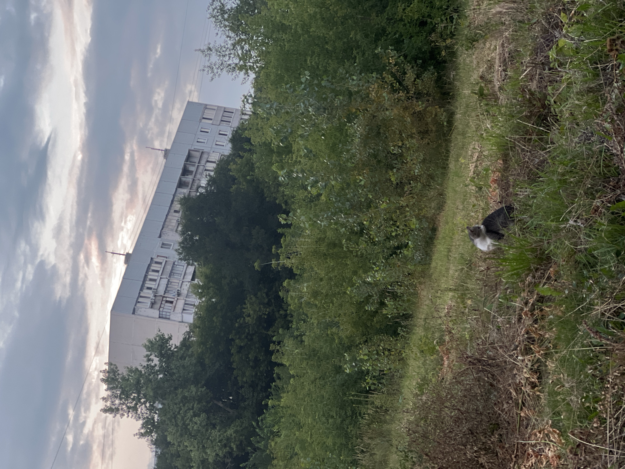 In Ulyanovsk, Russia, an overcast sky looms above a tilted, multi-story apartment building partially obscured by dense foliage. The building, characterized by its light-colored facade and numerous balconies, appears to be situated on a slope, contributing to its distorted visual perspective. Below the building, a lush green environment dominates, with trees and undergrowth creating a natural buffer. In the foreground, two cats are positioned in a grassy area. One cat, predominantly gray with white markings on its chest and face, sits facing left. Next to it, a second cat, mostly white with gray patches, is also visible. The scene is one of an urban fringe, where nature encroaches upon residential structures, with the cats serving as a focal point in the otherwise natural landscape.