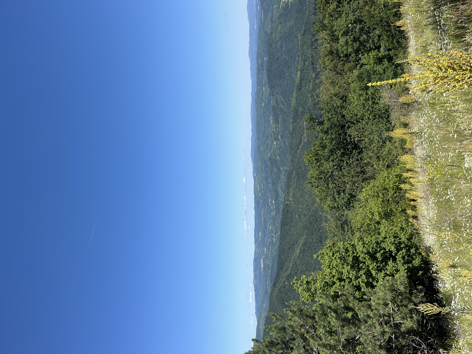 This is a landscape photograph taken from a high vantage point in the Petrovac-na-Mlavi Municipality, Serbia. The scene is dominated by rolling green hills covered in dense forests, stretching into the distance under a clear blue sky. In the foreground, there is a grassy meadow dotted with wildflowers, including small white daisies and tall yellow mullein plants. Several trees, including pine and deciduous varieties, are visible at the edge of the meadow, leading into the forested hills. A thin contrail from an airplane is faintly visible in the upper portion of the sky. There are no people or animals present in the image. The overall impression is one of natural beauty and tranquility.