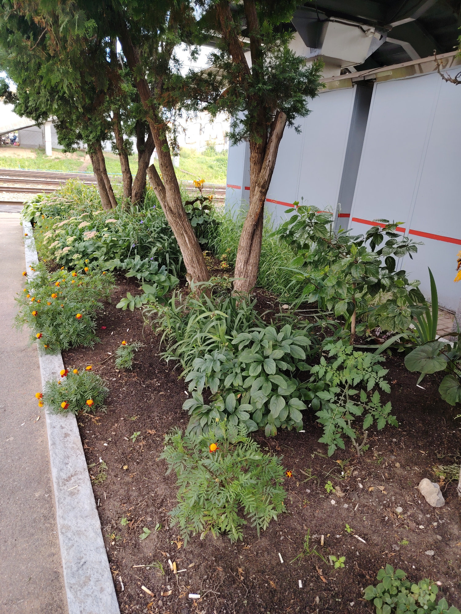The image depicts a planted area with several trees, a variety of plants, and flowers. In the background, there are train tracks, a building with large gray panels and red trim, and a walkway. The ground in the planted area is dark soil, with some scattered cigarette butts. On the left, a concrete curb separates the planted area from a paved walkway. The trees have rough, brown bark and are covered in green foliage. The plants include bushes with small orange flowers, leafy green plants, and some with lighter green foliage and white flowers. In the distance, some people are visible near the train tracks. The overall scene suggests an outdoor urban environment, possibly a train station or a public space with landscaping.
