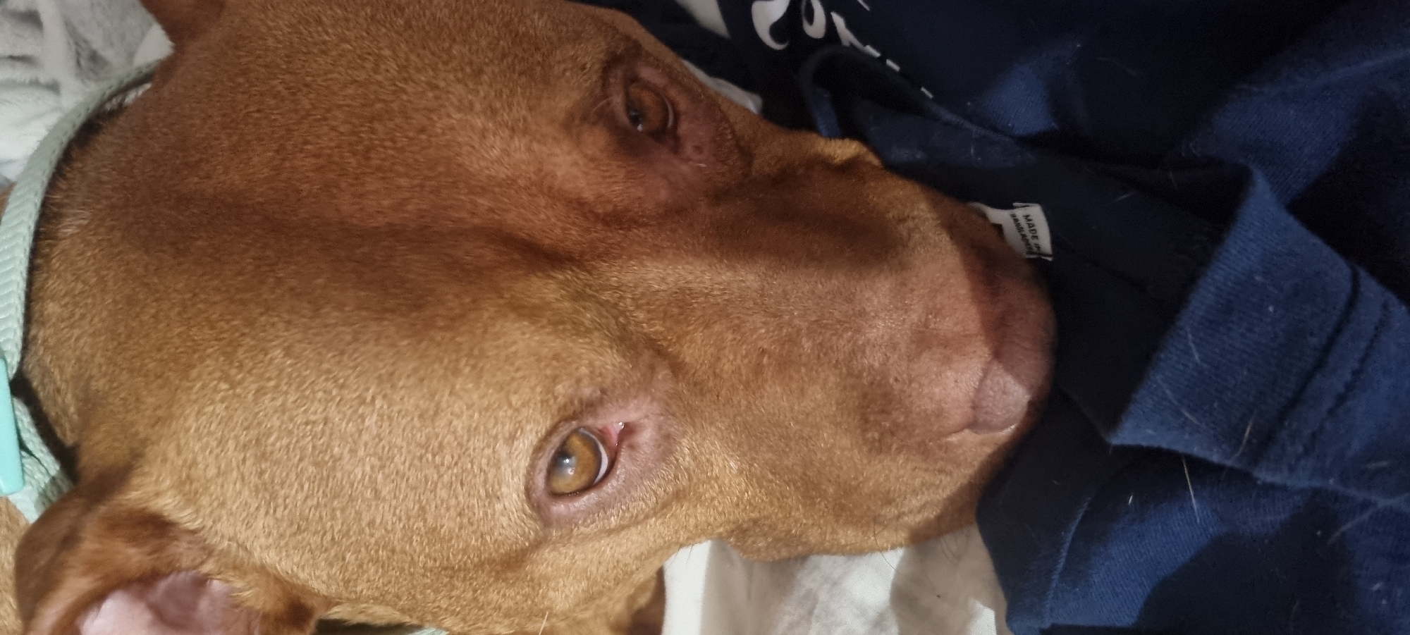A close-up shot depicts a brown dog resting its head on a folded, dark blue fabric item. The dog has short, smooth fur, light-colored eyes, and a light blue collar is visible. The fabric appears to be a piece of clothing, as a tag is partially visible. The background includes a white fabric, possibly a bedsheet or blanket.