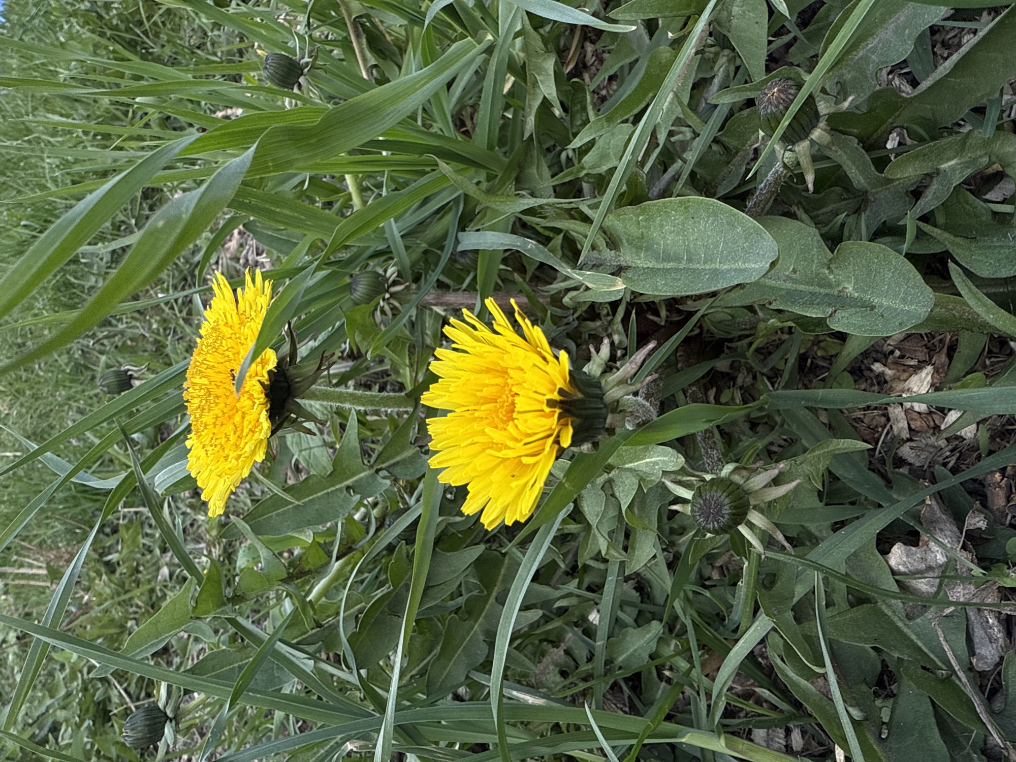 The image shows two yellow dandelions in a patch of grass and weeds. Some of the dandelions are closed. The scene appears to be in a natural outdoor setting, but the exact location in Saint Petersburg, Russia, cannot be determined from the image alone. There are no visible people, subjects, actions, or interactions. The environment is characterized by greenery, including various types of grass and broadleaf plants, along with some leaf litter.