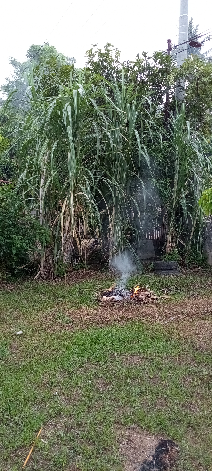 The image depicts an outdoor scene in Lhokseumawe, Indonesia, characterized by lush vegetation and a small bonfire. Dominating the midground are tall, green sugarcane stalks, their leaves reaching upwards and outwards. To the left and behind the sugarcane, dense green foliage forms a thick backdrop. In the foreground, a patch of green grass covers the ground, interspersed with areas of dry, brown earth and some sparse weeds.
In the center of the frame, a small bonfire is actively burning. Wisps of white smoke rise from the fire, obscuring parts of the sugarcane stalks. The fire is composed of dry twigs, branches, and what appears to be dried sugarcane leaves. The flames are visible, casting a warm glow on the surrounding materials.
In the background, a concrete pole with electrical wires is visible on the right side, indicating the presence of infrastructure. A dark, round object, possibly a tire, rests on the ground behind the bonfire, near a low concrete wall. The overall environment suggests a rural or semi-rural setting within Lhokseumawe, likely a backyard or open area where vegetation is abundant and a controlled burn is taking place. There are no people visible in the image.