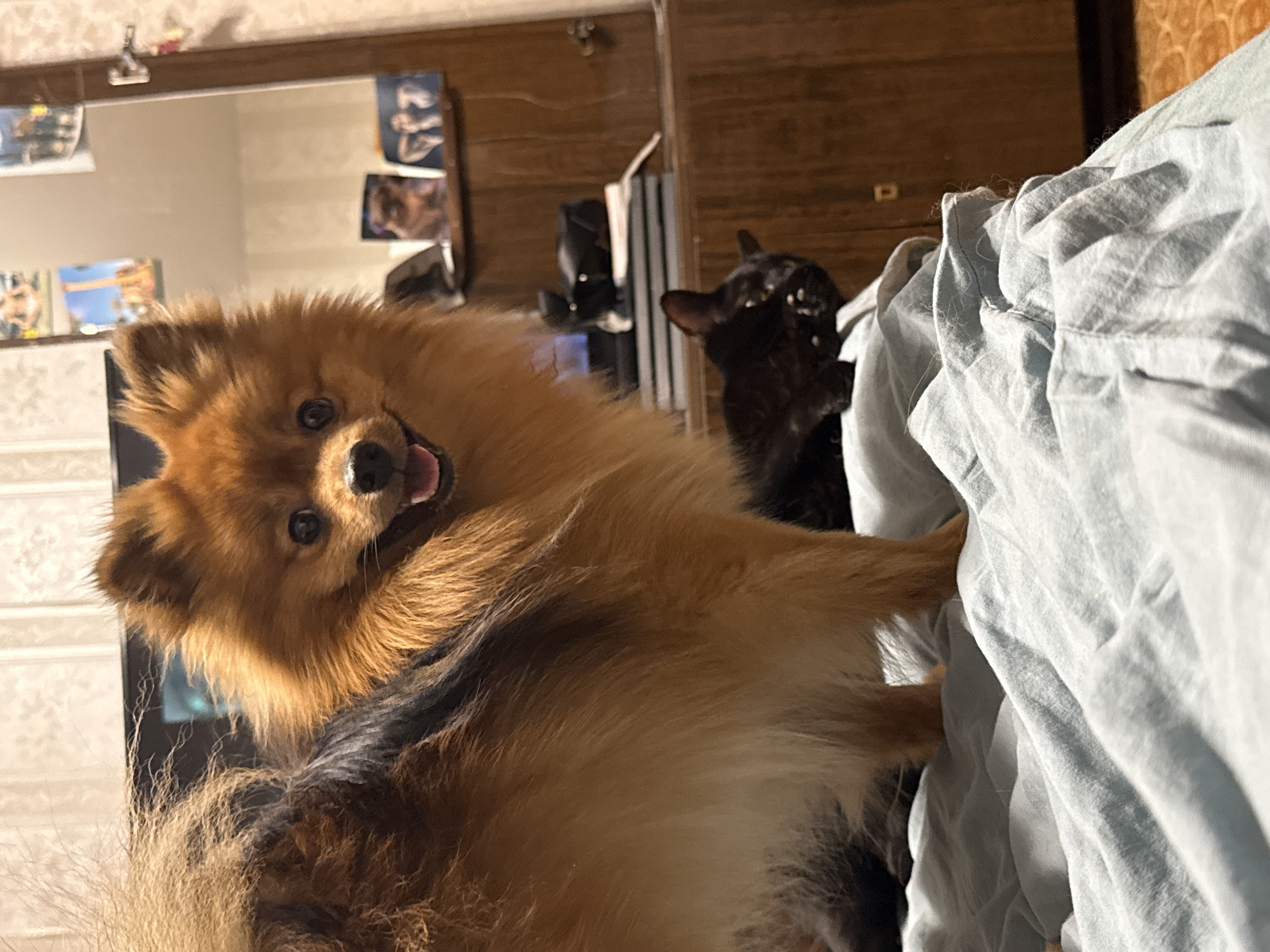 A close-up, slightly angled shot shows an orange and black Pomeranian dog with its mouth open, possibly panting or smiling, with its paw resting on a light blue, wrinkled blanket. Behind the Pomeranian is a black cat, partially obscured. In the background, a mirrored surface reflects posters and other items on a wall, possibly a dresser or cabinet with a wooden finish. The setting is presumably indoors, and given the inclusion of "Khimki, Russia," it is likely that this scene is taking place there.