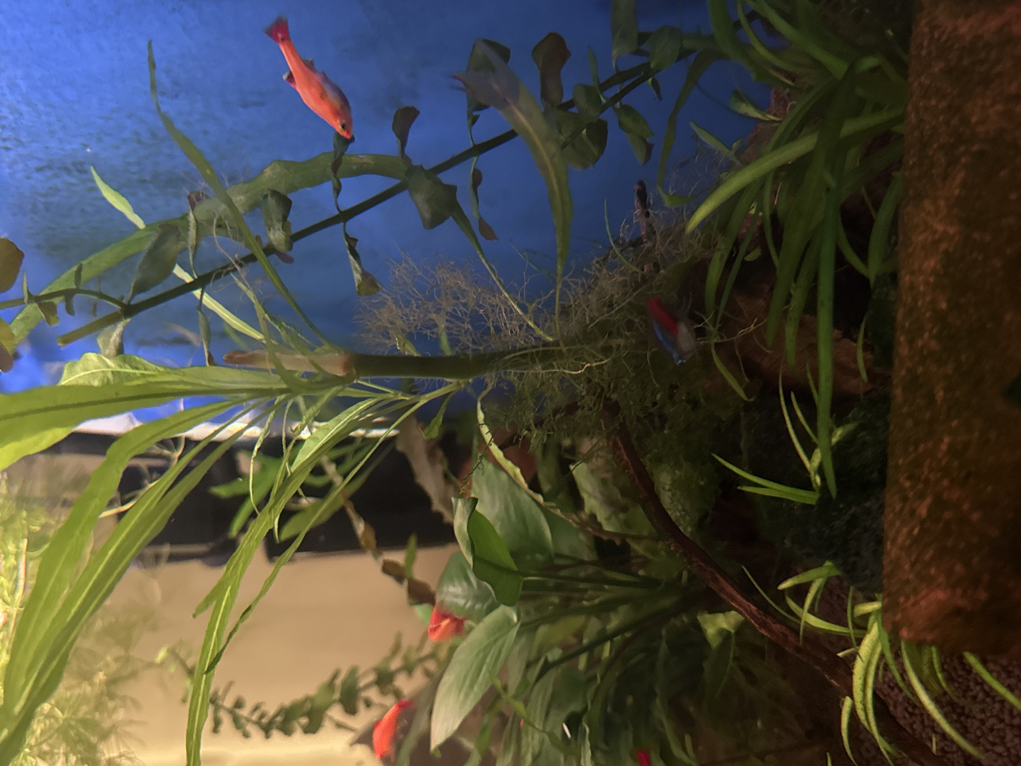 A freshwater aquarium with several neon tetras and a red betta fish is depicted. The aquarium contains various aquatic plants, including Anubias, and a brown driftwood. The background is a bright blue aquarium backdrop. The image appears to be a close-up shot, focusing on the fish and plants. There is no information available regarding the location in Mikhaylovsk, Russia.