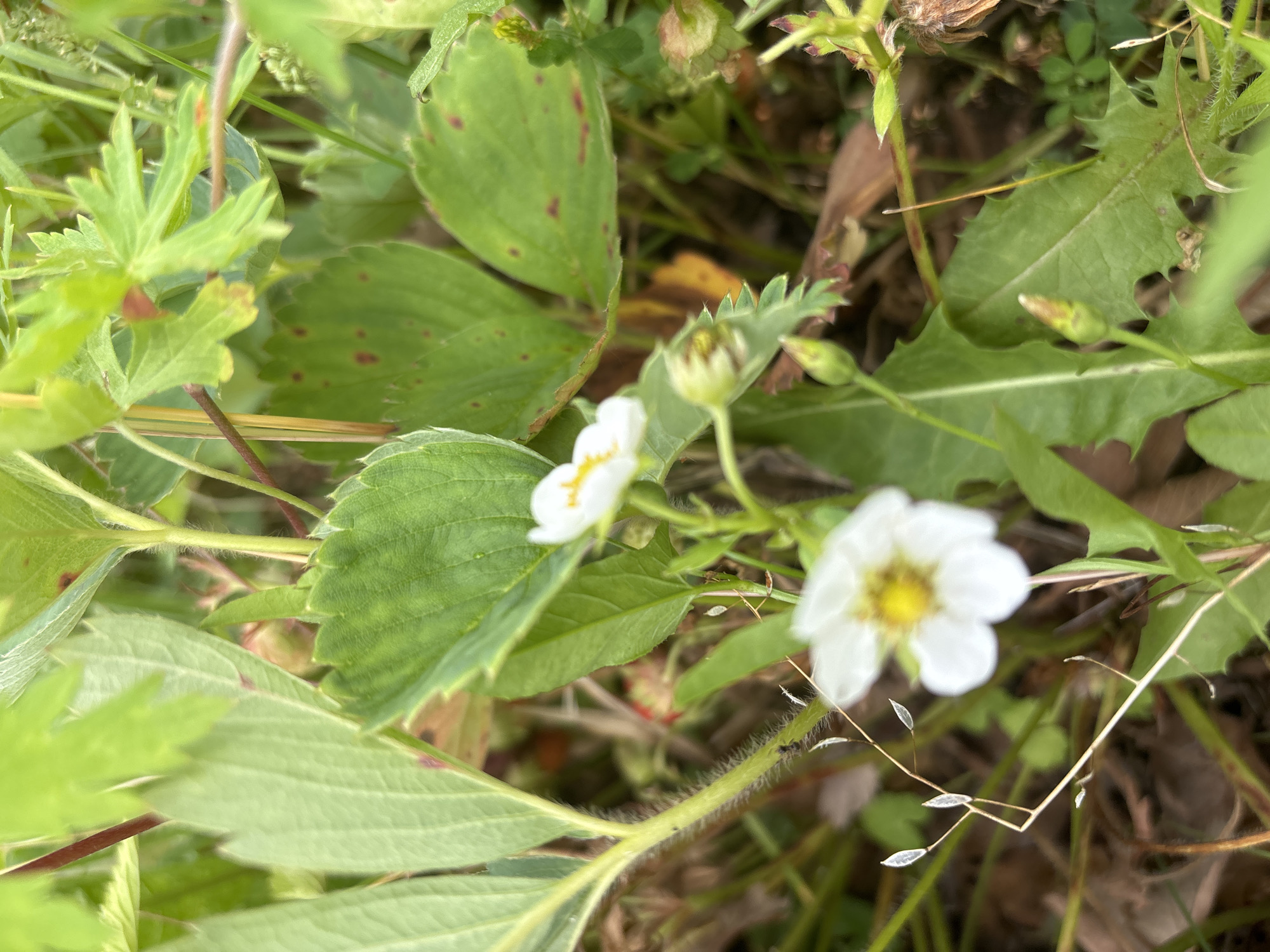 This is a close-up, eye-level shot of wild strawberry plants (Fragaria vesca) in Bobrovka, Russia. The foreground is dominated by lush green leaves and two delicate white strawberry flowers with yellow centers. One flower is in sharp focus, while the other is slightly blurred. The stems of the plants are visible, some with fine hairs, and a few small, unripe strawberries can be seen in the background, along with dried leaves and grass. The overall impression is one of natural growth in a slightly unkempt, outdoor setting, likely a field or garden edge.