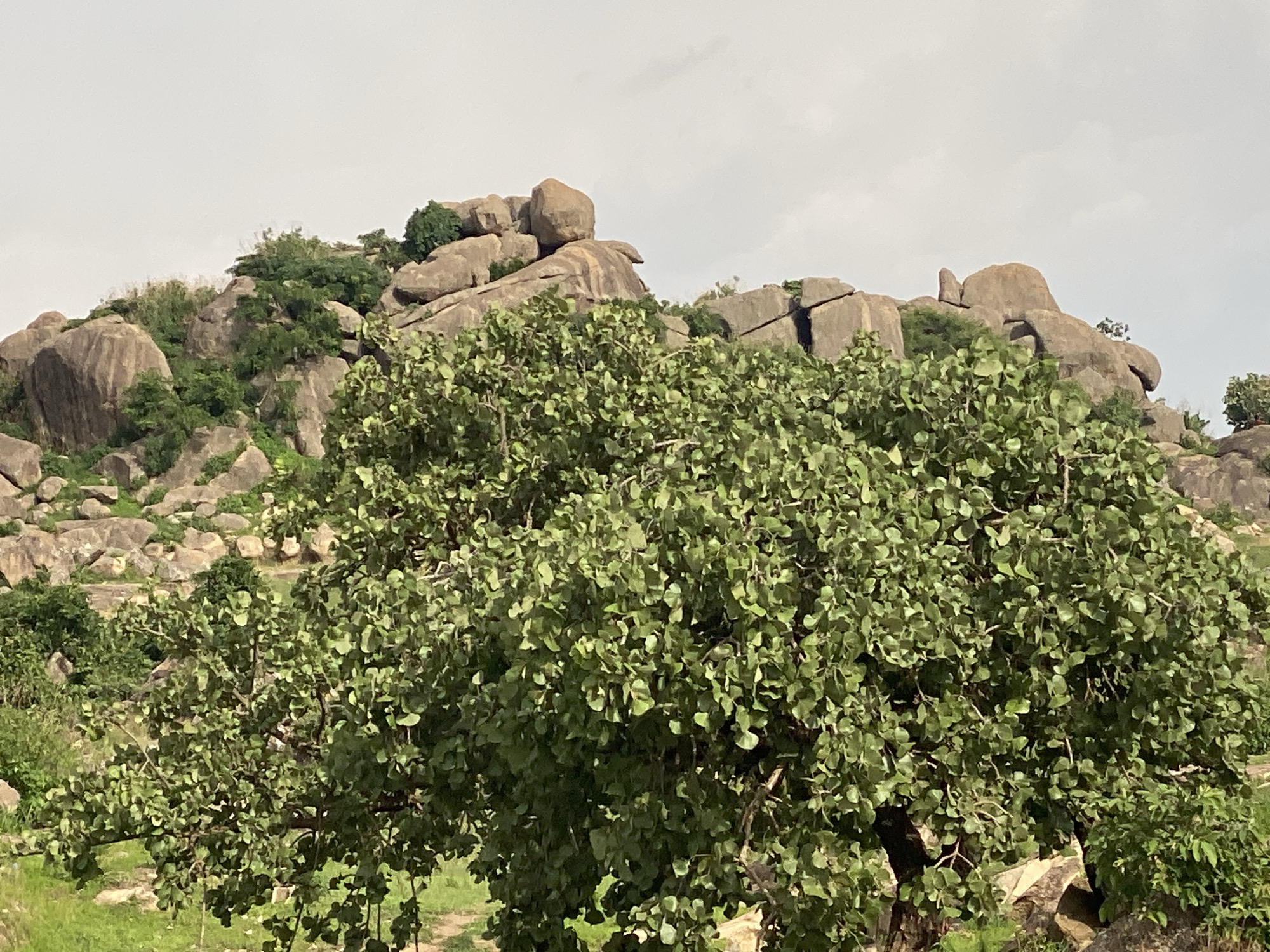The image depicts a rocky, hilly landscape with sparse vegetation under a cloudy sky. In the foreground, a large tree with dense green foliage dominates the view. Behind the tree, a rocky outcrop with large, weathered boulders and scattered green bushes is visible. The terrain appears arid, with patches of dry grass and smaller rocks. The overall scene suggests a natural, undeveloped environment within the city of DU, Nigeria. There are no people or animals present in the image.