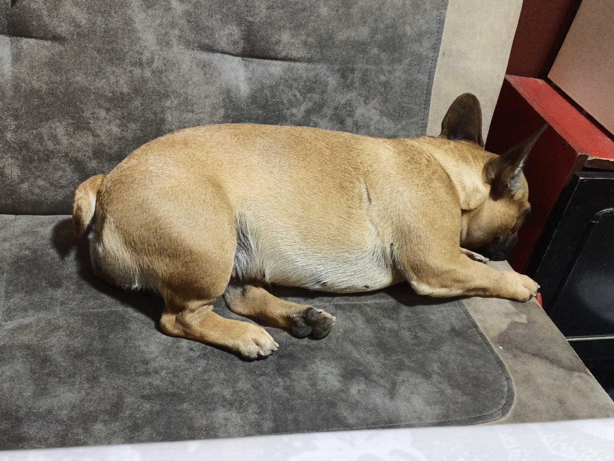 A tan French bulldog sleeps on a sofa in an indoor setting. The dog is lying on its side, facing to the right, with its head resting on its paws. The sofa is upholstered in a textured, dark gray fabric. In the background, to the right of the dog, there are sections of a red and beige structure, possibly part of furniture or a wall. The lighting appears to be artificial and subdued, casting shadows on the dog's body and the sofa. This scene is not specific to Velyka Berezna, Ukraine, as there are no discernible landmarks or contextual clues to indicate a particular location within the city.