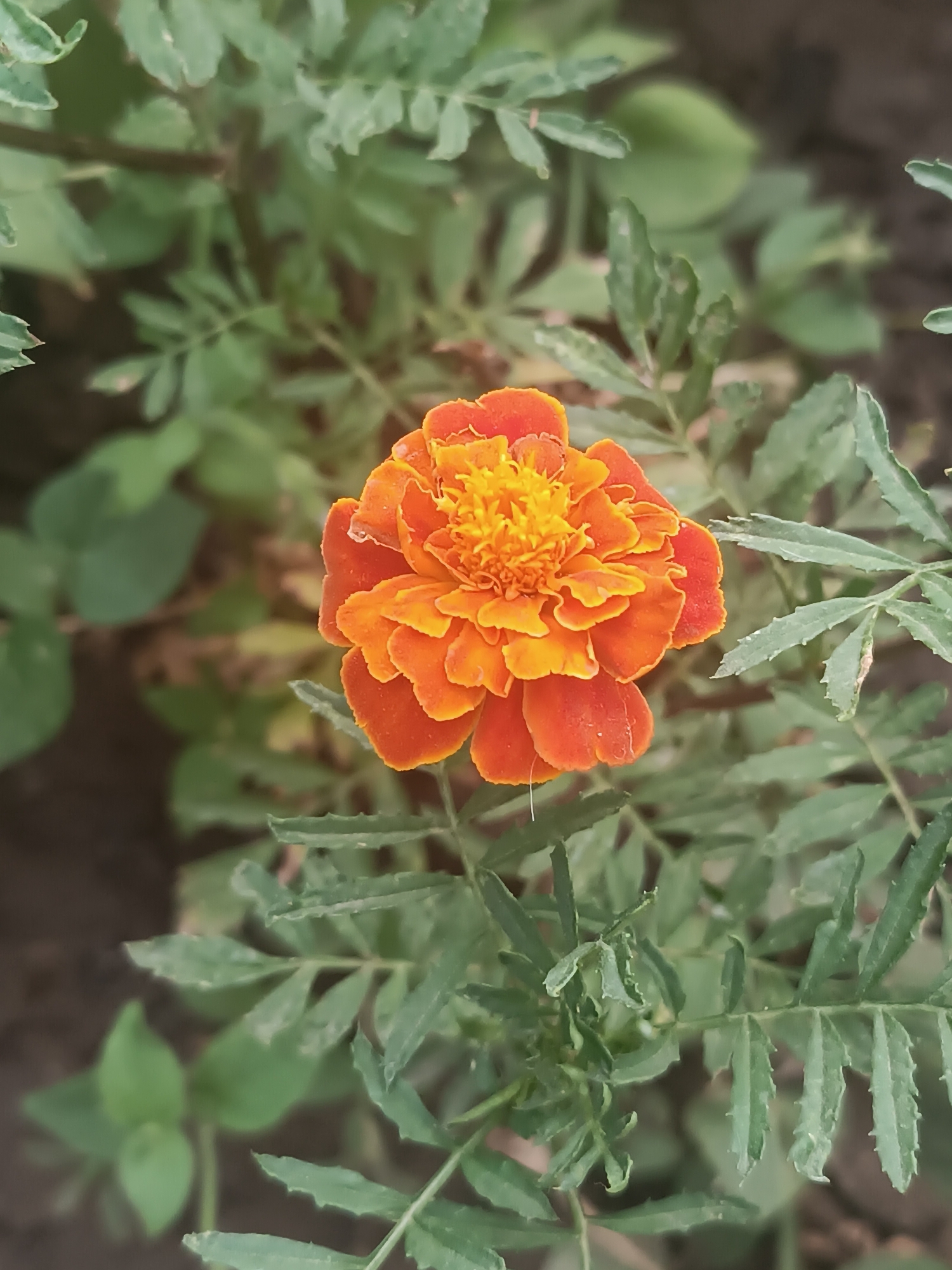 A single, fully bloomed marigold flower, characterized by its vibrant orange and yellow petals arranged in a dense, multi-layered pattern, is the central subject of this close-up photograph. The flower is positioned slightly off-center, with its petals appearing ruffled and textured. The background is composed of blurred green foliage and dark soil, suggesting an outdoor garden setting. There are no people, animals, or man-made objects visible in the image. The photograph was taken in the city of Vypasne, Ukraine.