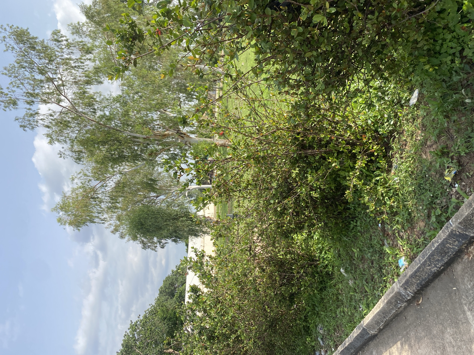 The image depicts an outdoor scene in Jalingo, Nigeria, featuring a paved curb in the foreground, bordering a grassy area strewn with scattered litter. Beyond the curb and grass, a dense hedge of green bushes runs horizontally across the frame. In the background, several tall, slender trees with light-colored bark and leafy canopies are visible against a partially cloudy blue sky. A white building or structure is partially obscured by the foliage. The overall impression is that of a roadside area with natural elements and signs of human presence due to the litter.
