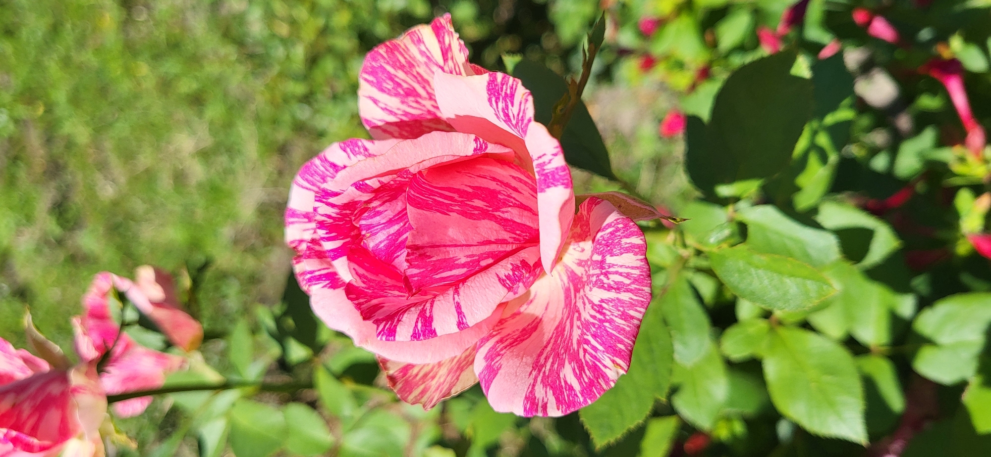 A close-up, vertical, eye-level shot captures a vibrant, striped rose in bloom against a softly blurred green background of foliage and grass. The rose, the primary subject, displays petals in a striking pattern of pink and white stripes, with the pink appearing as deeper, more intense streaks against a lighter pink or cream base. The texture of the petals is visible, showing delicate folds and curves. In the upper left corner, parts of another similar rose and its stem are visible, also out of focus. The background is a wash of greens with hints of darker shadows and small, blurred spots of red, possibly other flowers or buds. The lighting suggests a bright, sunny day. No people or specific landmarks of Taldykorgan, Kazakhstan, are discernible in this image.