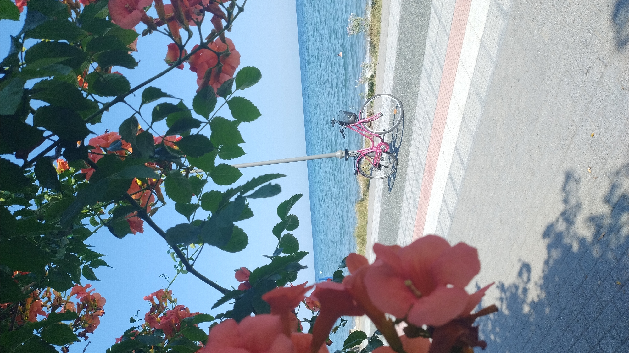 In Perea, Greece, a pink bicycle with a basket on the handlebars stands parked on a paved pathway next to the sea. The pathway is bordered by a body of water that appears to be the sea, with a clear blue sky overhead. Lush green foliage and coral-colored flowers frame the scene from the top and left, casting dappled shadows on the ground. A lamppost is positioned behind the bicycle, near the edge of the pathway. In the distance, a person is visible swimming in the sea. The overall atmosphere suggests a peaceful, seaside setting.