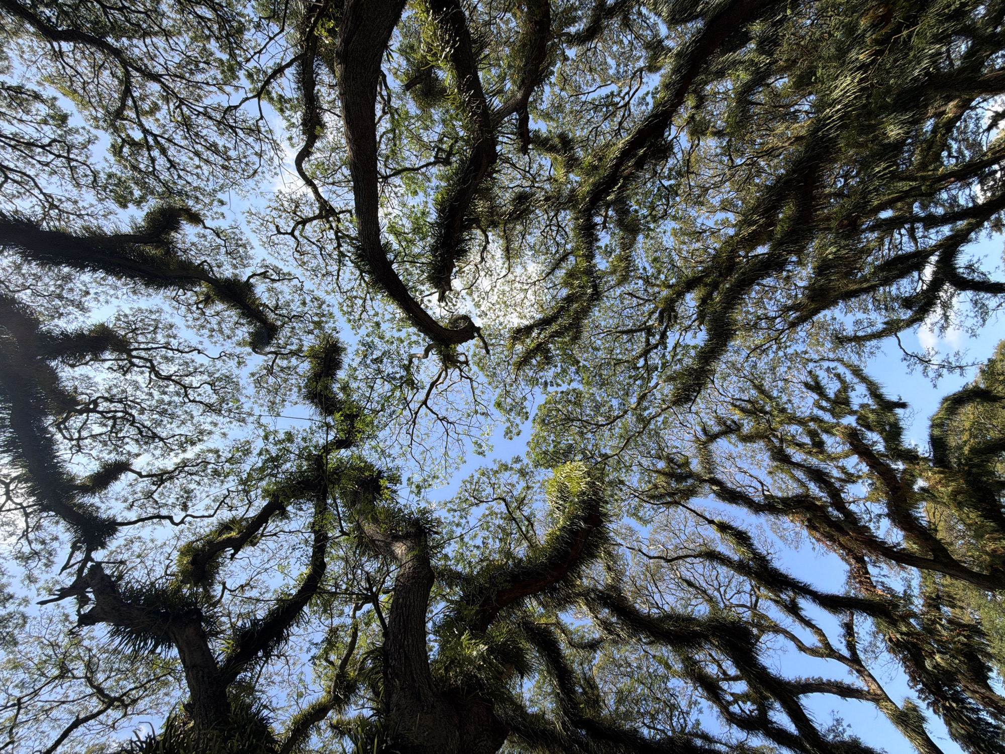 The image shows a low-angle view looking up through the branches of several large trees, with the sky visible between them. The trees have a dense canopy and their branches are covered with moss and epiphytic plants, giving them a hanging, cascading appearance. The sky is a clear blue with some wispy white clouds. The scene appears to be in a natural setting, likely a forest or park. The location is specified as Sraten, Indonesia.