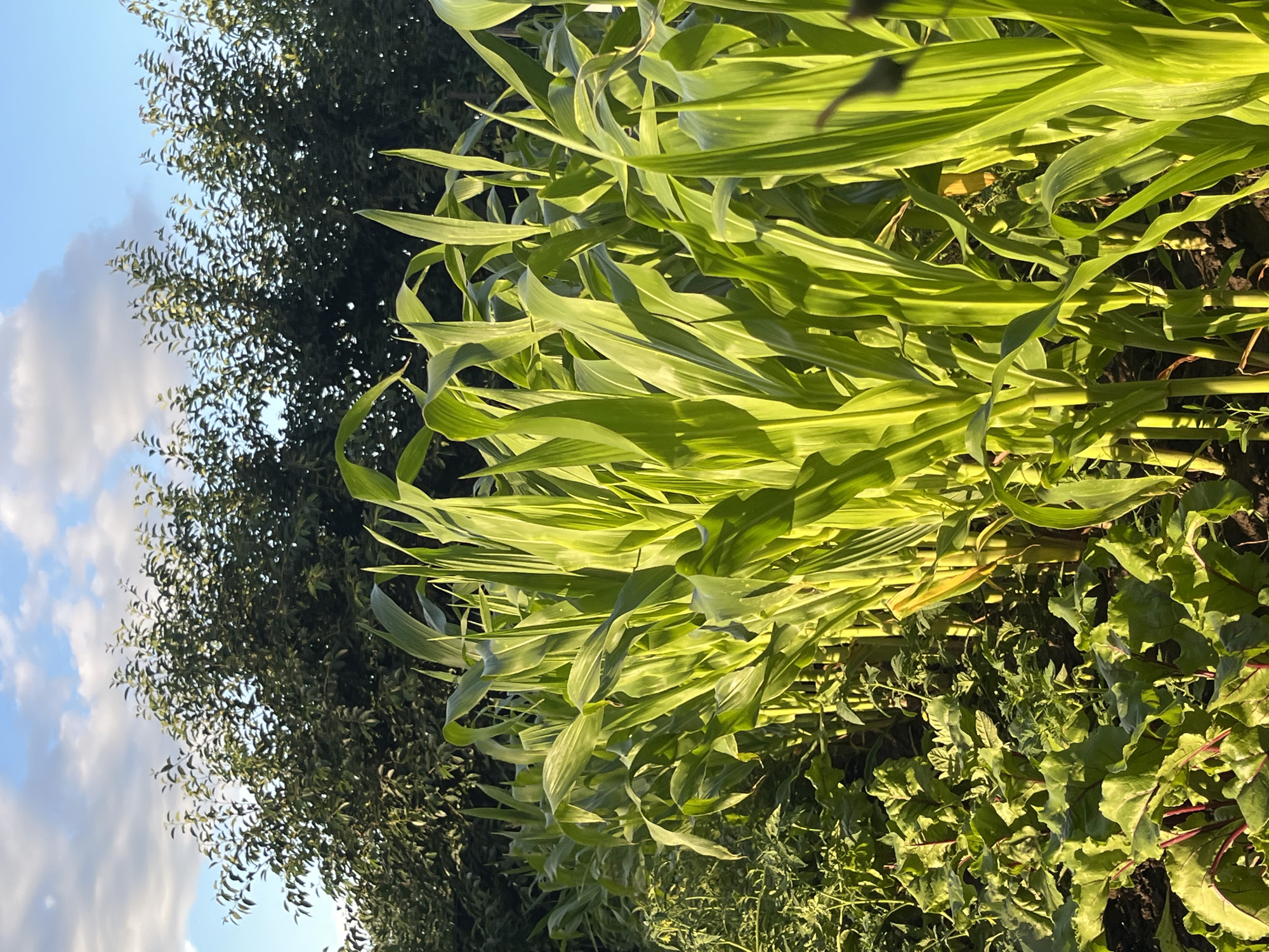 In Koroviia, Ukraine, a close-up, ground-level shot reveals a row of vibrant, sunlit corn stalks with broad, green leaves dominating the foreground. To the left, lower-growing leafy plants, possibly beets, with red stems and green leaves, are visible, interspersed with other smaller green foliage. In the background, a dense line of trees with dark green foliage stretches across the frame, partially obscuring the bright blue sky with scattered white clouds. The scene is illuminated by natural light, casting shadows and highlighting the textures of the plants. There are no people or animals present.