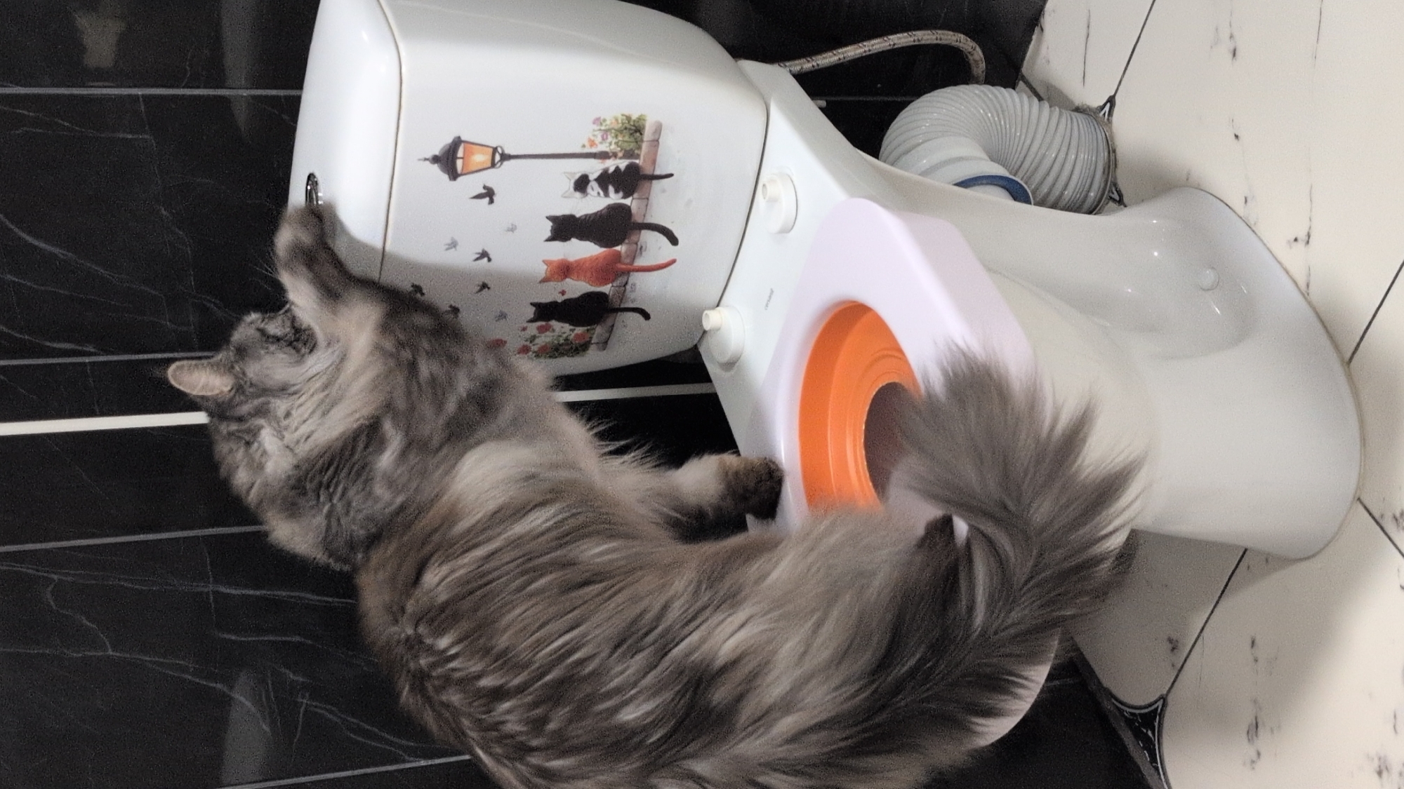 A long-haired grey cat is perched on the edge of a white toilet bowl, its front paws resting on the toilet tank lid. The cat's tail is long and bushy, cascading over the side of the bowl. The toilet has an orange insert within the bowl and a decorative decal on the tank featuring silhouettes of cats and a lamppost. The background consists of black tiled walls. The scene appears to be in a bathroom. There are no people present. The image was captured in Izmail, Ukraine.