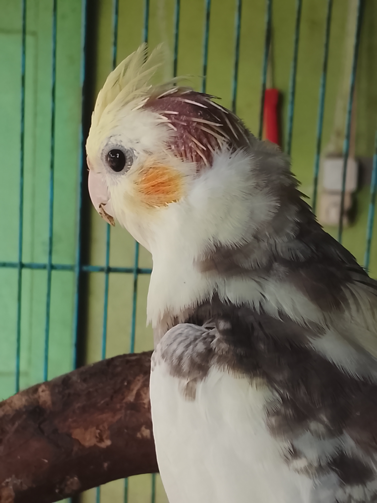 A cockatiel, a species of parrot, is perched on a branch. The bird is predominantly white with gray and yellow markings. It has a distinctive crest of yellow feathers on its head and orange patches on its cheeks. The background consists of a green and blue striped fence or cage, with a red object visible behind it. The scene appears to be indoors, possibly in a home or aviary. The specific location in Kuta Trieng, Indonesia, cannot be determined from the image alone.