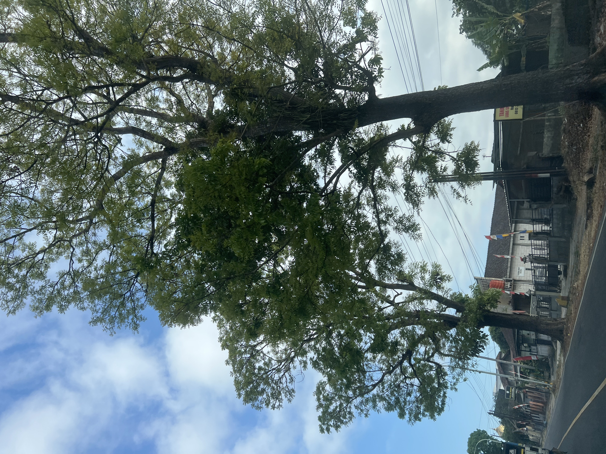 The image depicts a street scene in the city of Badran, Indonesia. Two large, leafy trees dominate the foreground, their branches extending upwards towards a partly cloudy blue sky. In the background, a row of buildings lines the street, some adorned with Indonesian flags. A road with yellow dividing lines runs along the bottom of the image. The overall atmosphere is that of a typical Indonesian street on a bright, somewhat overcast day, with an emphasis on the natural elements of the trees and sky juxtaposed against the urban environment.
