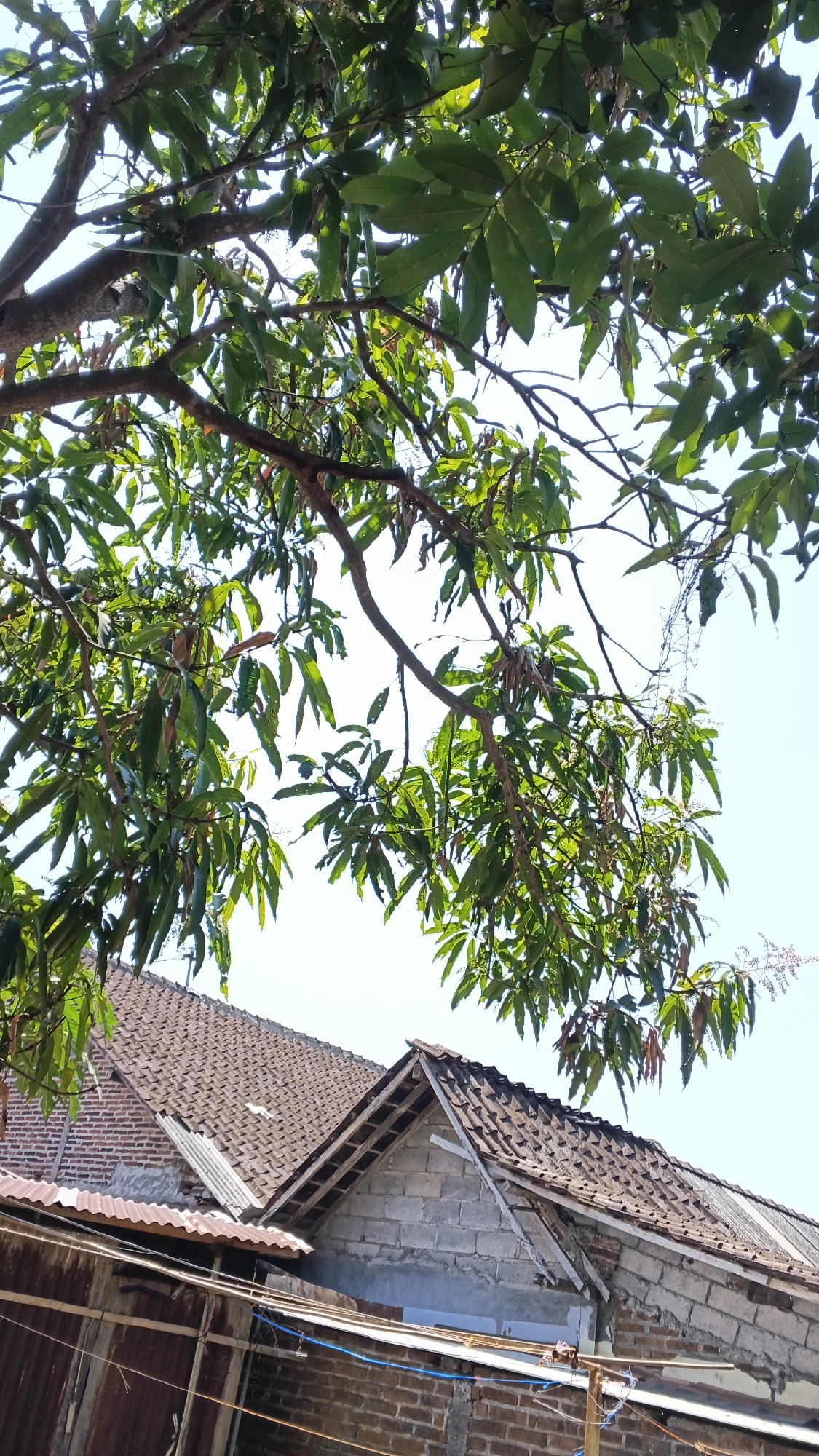 This image captures an outdoor scene, likely in the city of Karangjati, Indonesia. The foreground is dominated by the leafy branches of a tree, with bright green foliage casting shadows. Below the tree, a series of rooftops are visible, constructed with terracotta tiles and some corrugated metal. The architecture suggests a residential or mixed-use area. The sky is a clear, light blue, indicating a sunny day. The overall impression is of a slightly weathered but functional urban or semi-urban environment, viewed from below the canopy of a mature tree.