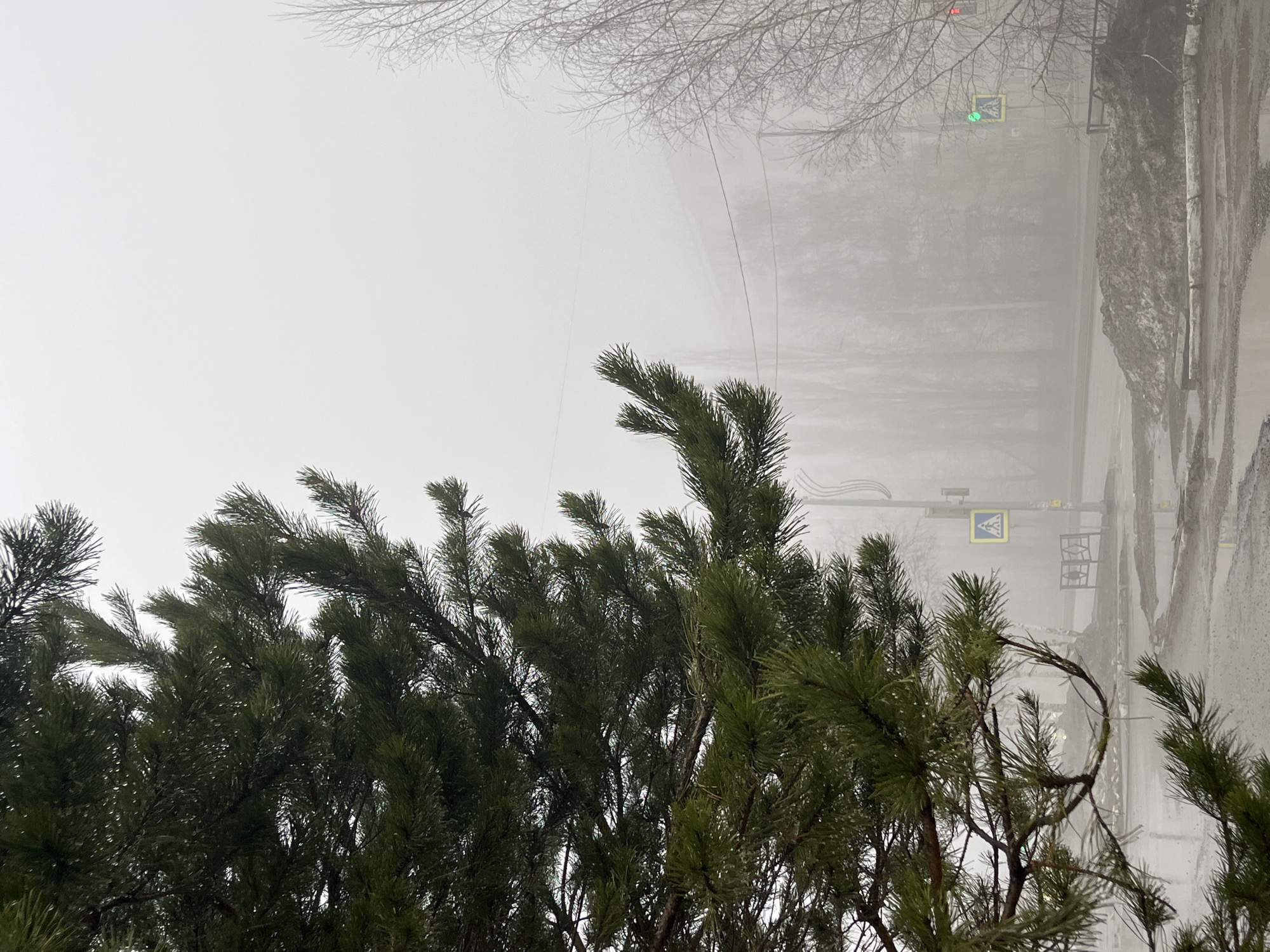 The image captures a foggy scene in Neftekamsk, Russia. In the foreground, dark green coniferous trees dominate the view, their branches extending upwards. Behind the trees, the fog obscures the background, creating a muted, grayscale palette. A street with a pedestrian crossing sign is visible, along with what appear to be traffic lights. The street surface is wet, suggesting recent or ongoing precipitation. Above the trees, bare branches of other trees reach into the sky.