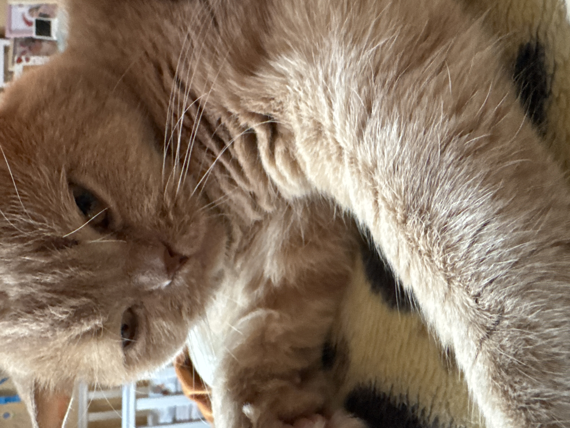 A close-up shot focuses on the face and body of an orange cat, lying on a patterned blanket. The cat's fur is fluffy and light orange, with some darker orange stripes visible on its face and body. Its eyes are partially closed, and its whiskers are long and white. The background is blurred, but hints of a white crib-like structure and some framed pictures can be seen. The image appears to have been taken indoors, with natural lighting. There are no people visible in the image, and the cat is the sole subject. The cat is resting and appears relaxed.
