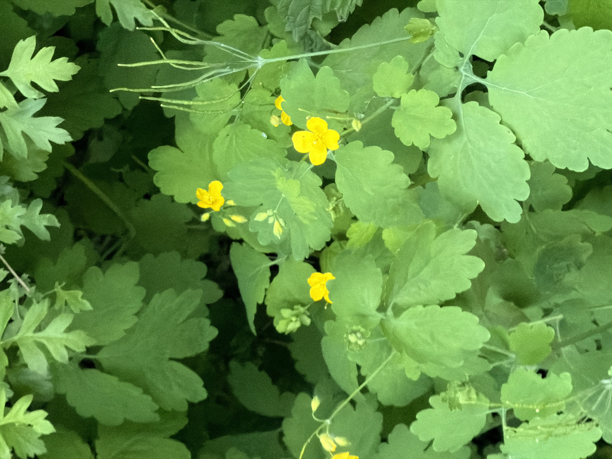 The image depicts a close-up view of a patch of Greater Celandine (Chelidonium majus) plants. The plants are in bloom, with several small, bright yellow flowers scattered among the foliage. The leaves are green and have a distinctive lobed shape. The location of the image in Moscow, Russia is not discernible from the image alone, but it is possible as this plant species is common throughout Europe, including Russia.
